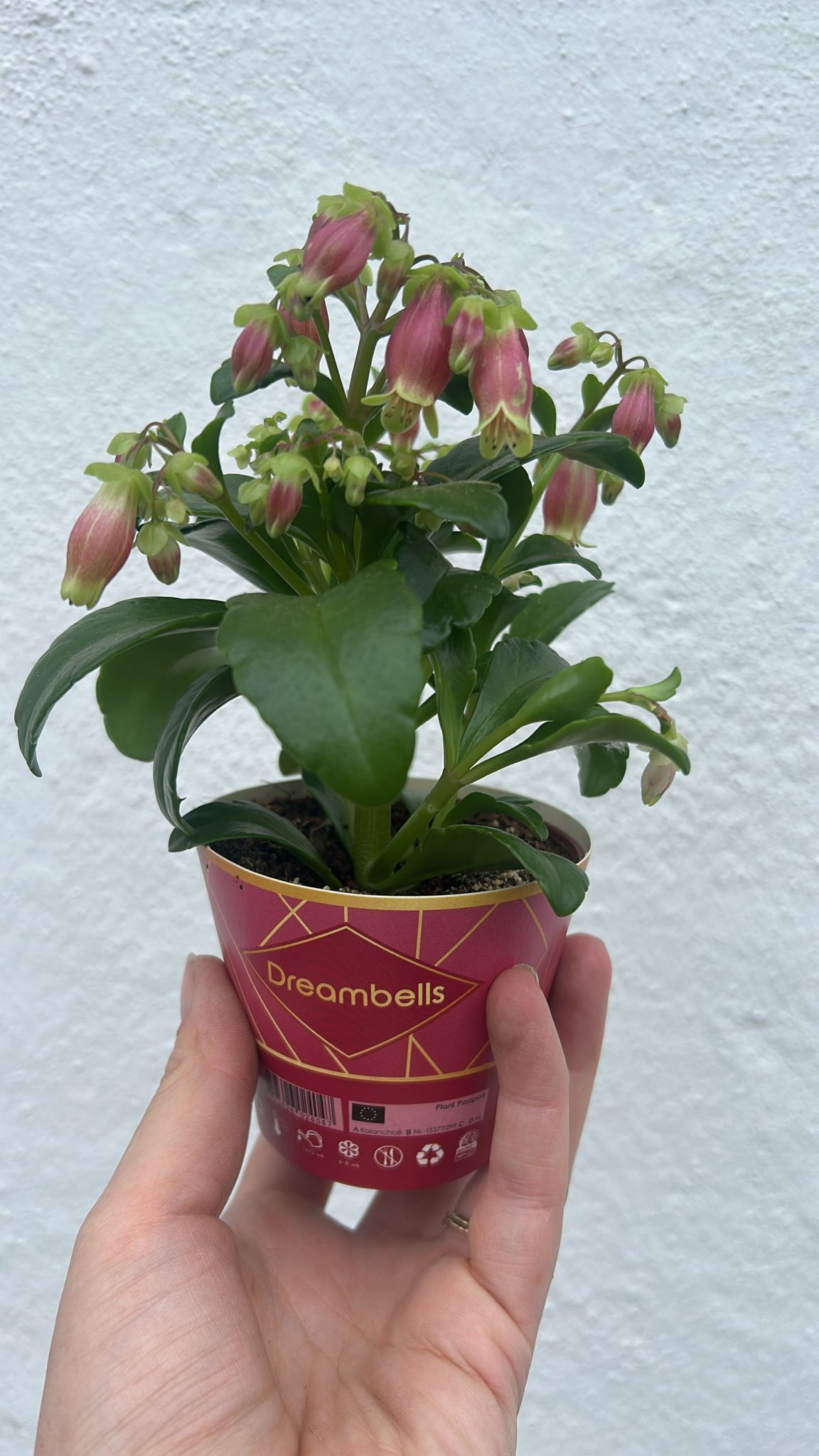 Kalanchoe blossfeldiana 'Dream Bells'