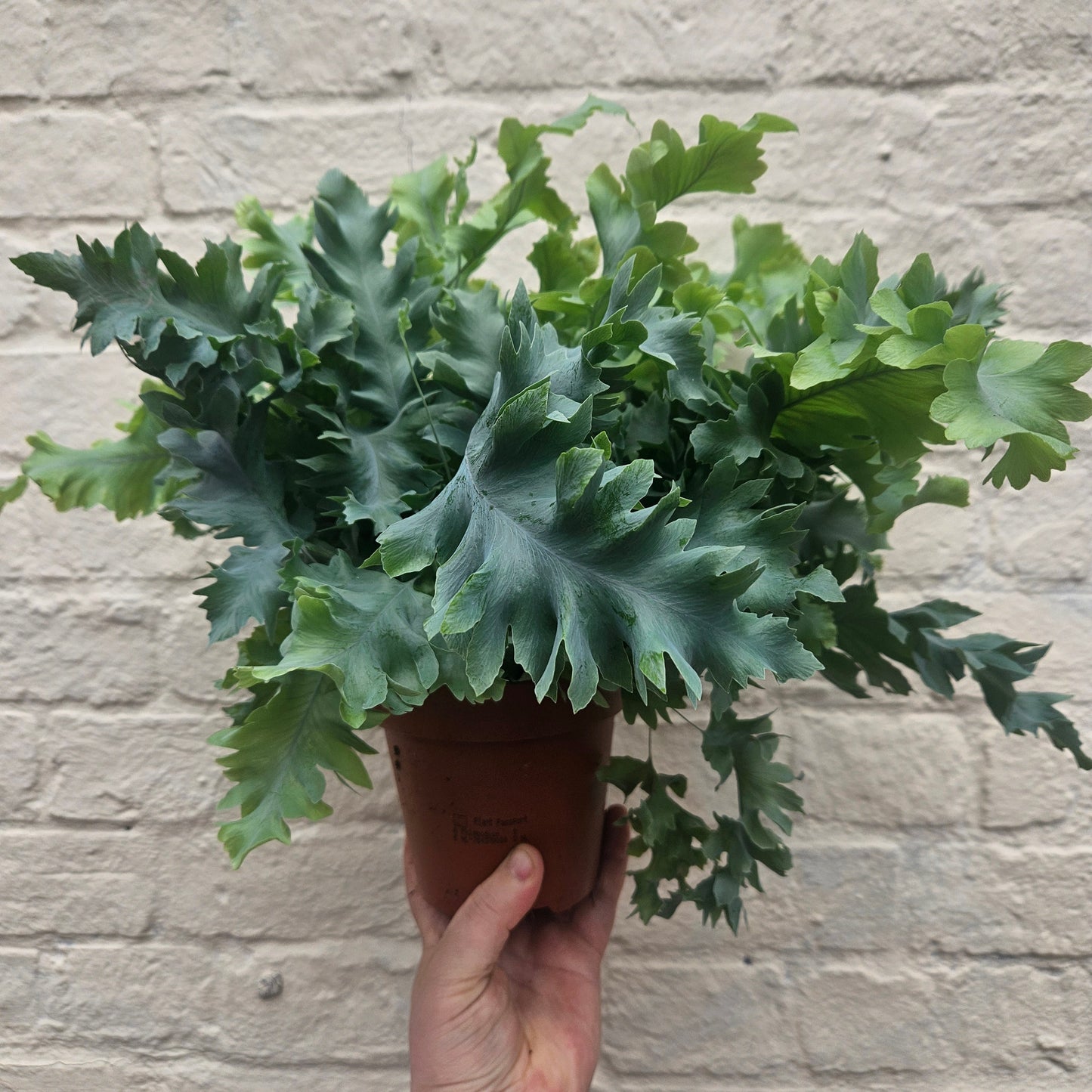 Phlebodium aureum 'Davana' (Blue Star Fern)