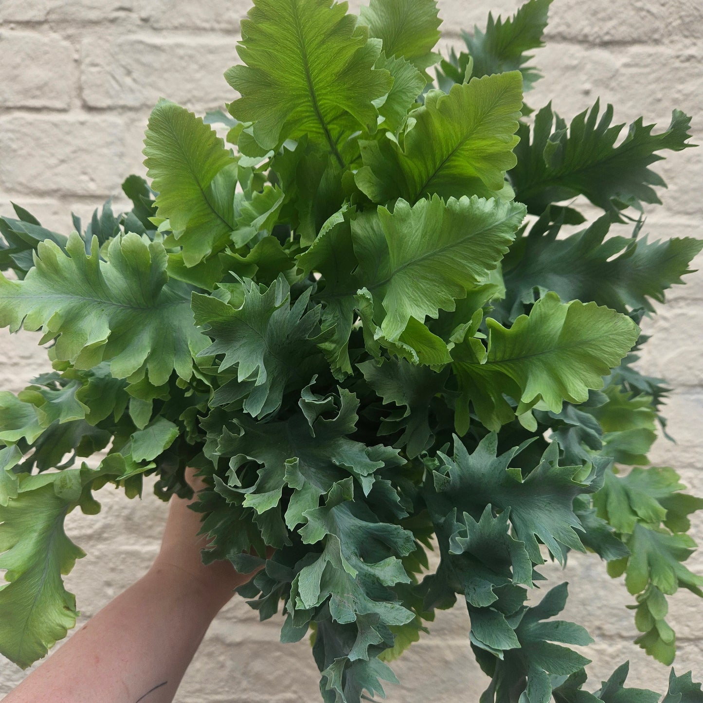 Phlebodium aureum 'Davana' (Blue Star Fern)