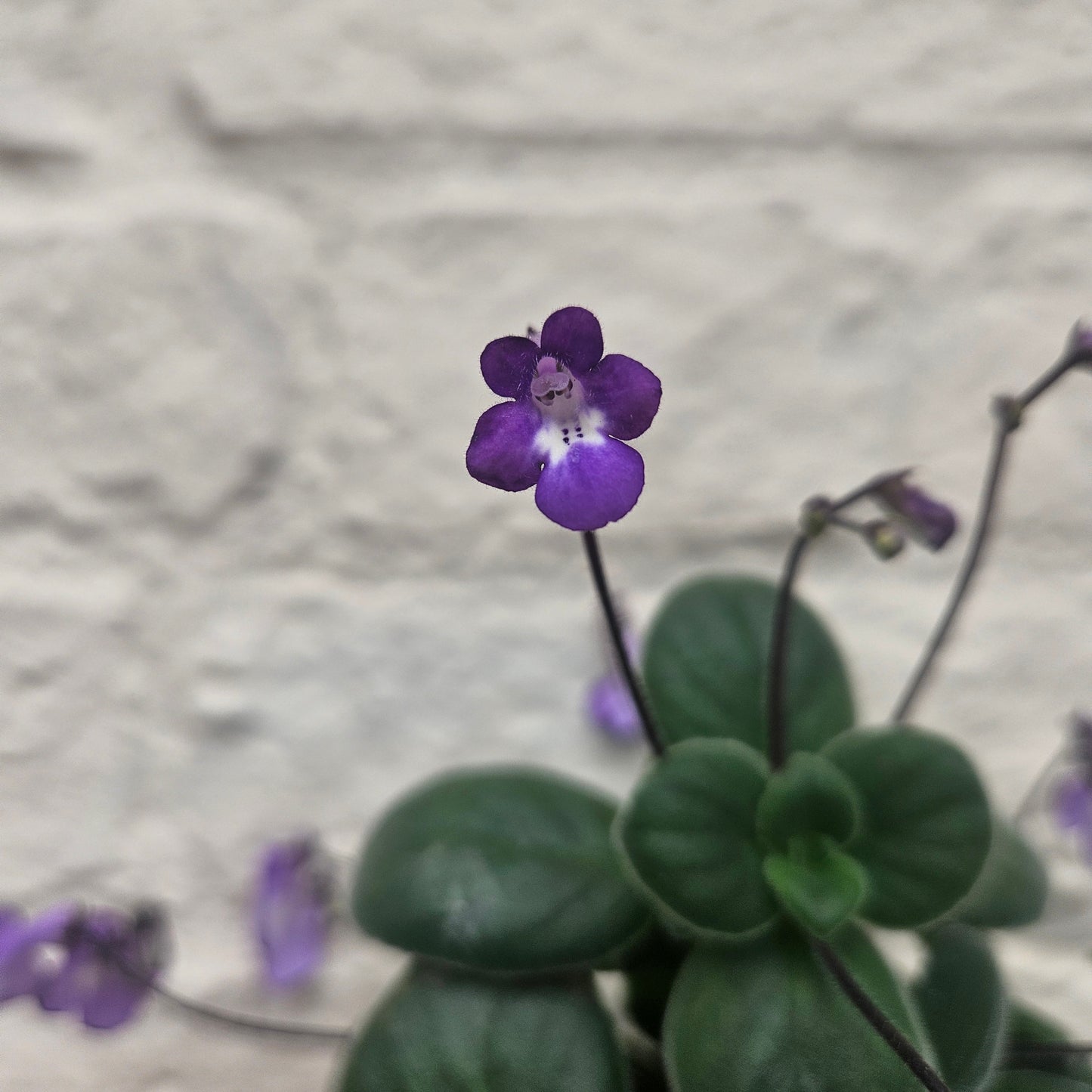 Streptocarpus saxorum (Cape Primrose)