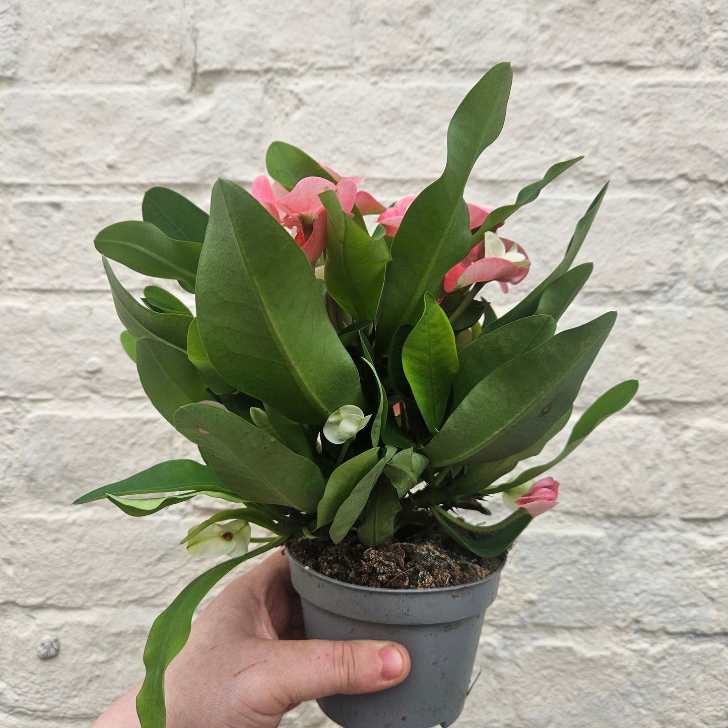 Euphorbia milii (Crown of Thorns)