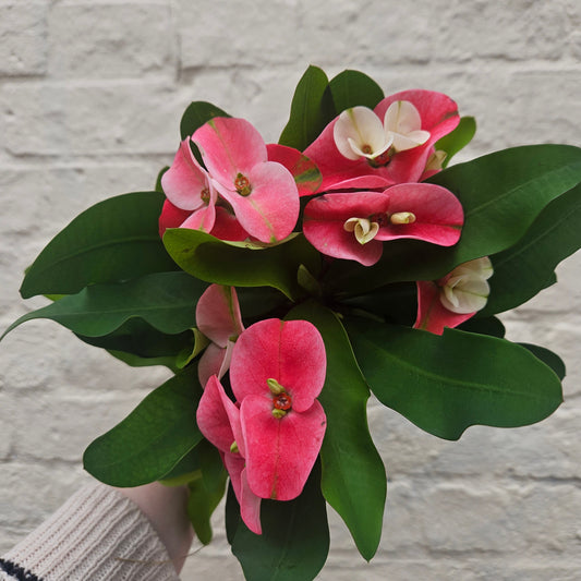 Euphorbia milii (Crown of Thorns)