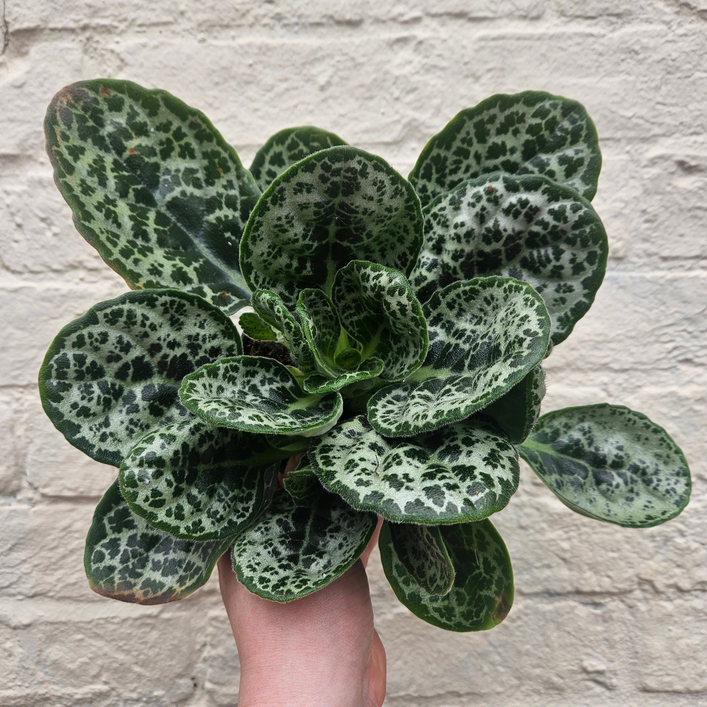Streptocarpus 'Pretty Turtle' (Cape Primrose)