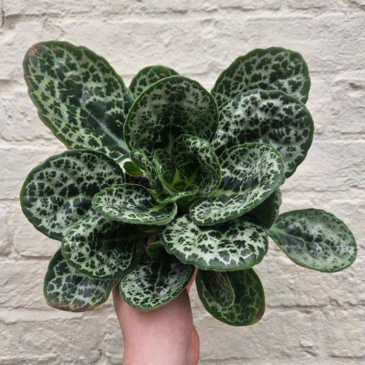 Streptocarpus 'Pretty Turtle' (Cape Primrose)