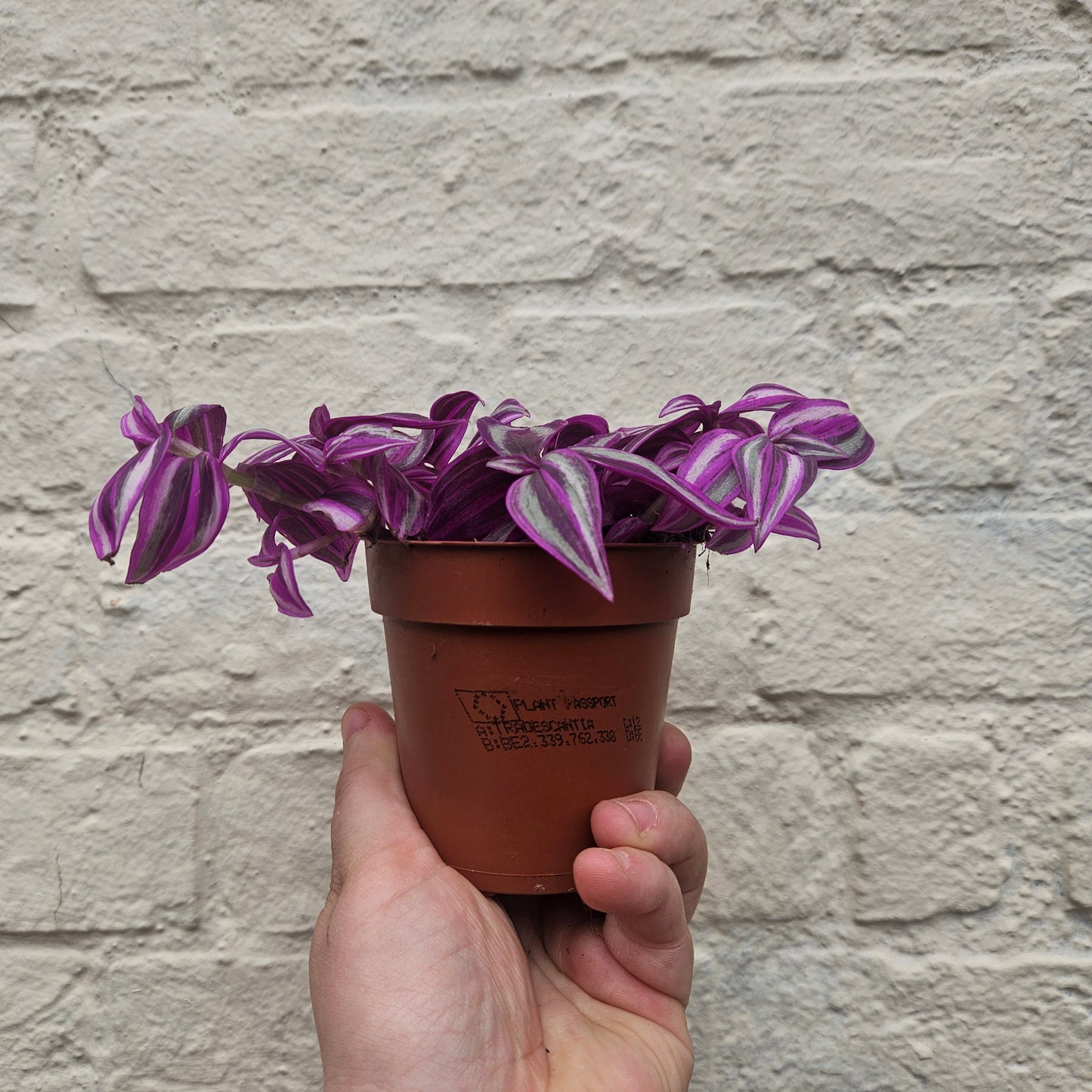 Tradescantia 'Pink Paradise' (Inch Plant)