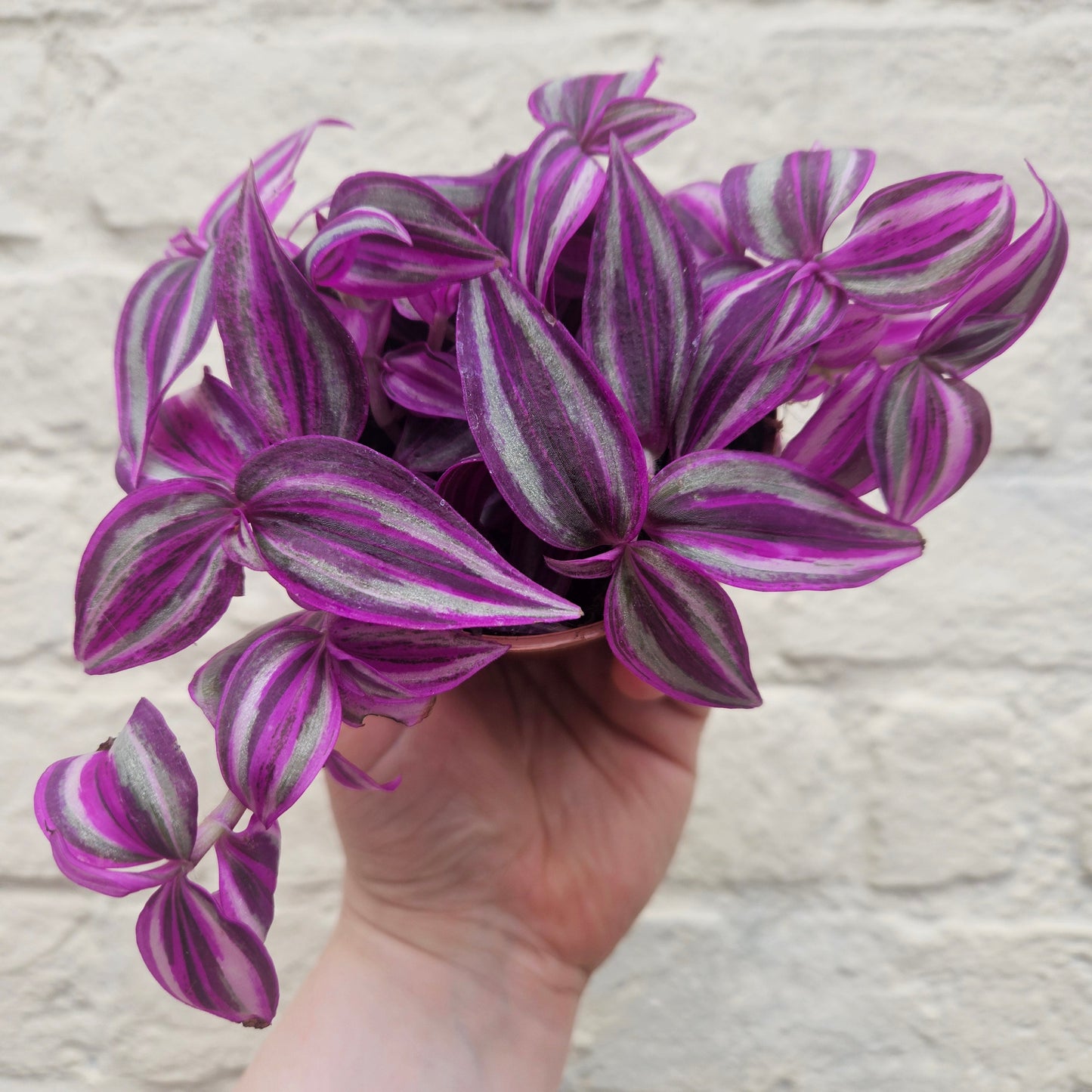 Tradescantia 'Pink Paradise' (Inch Plant)