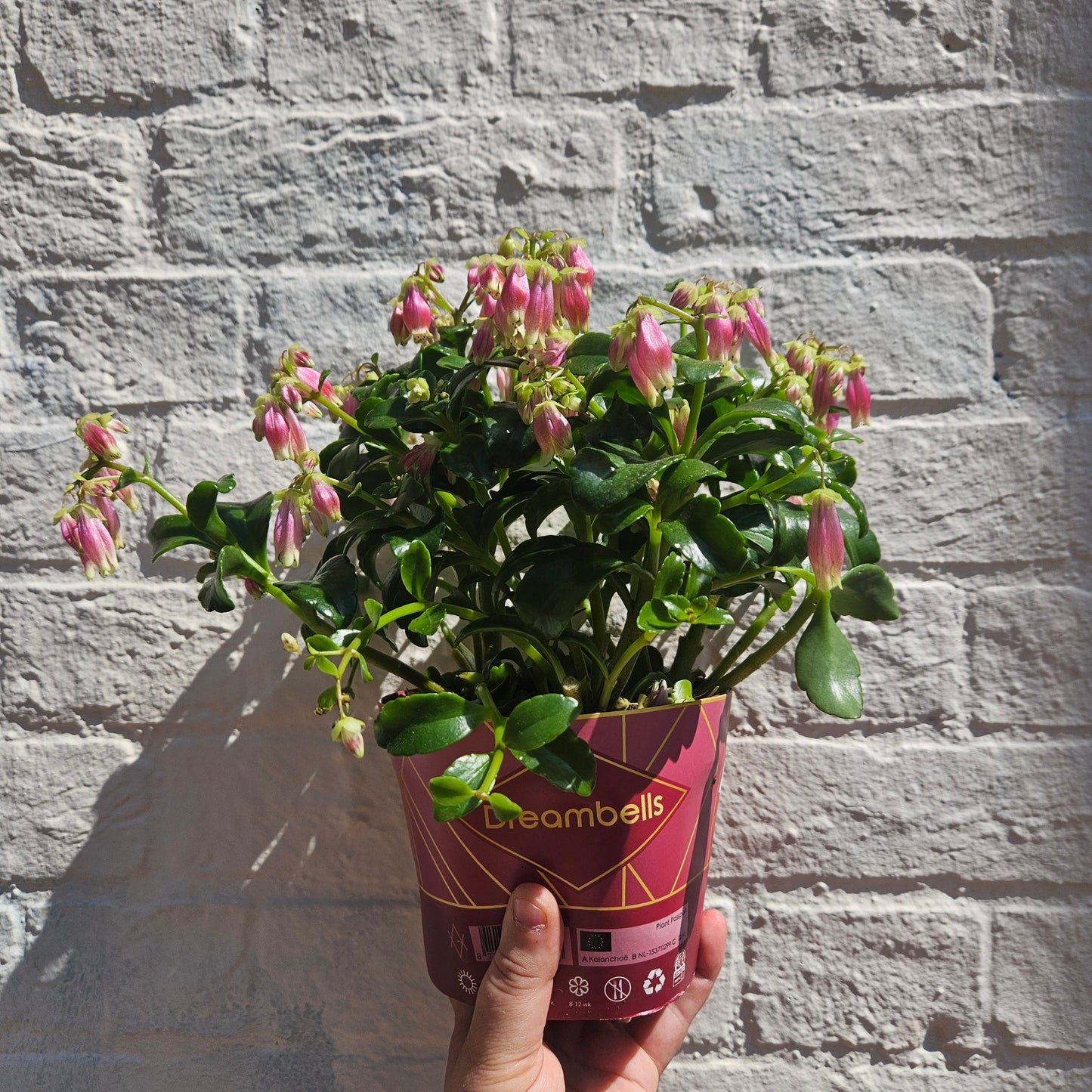 Kalanchoe blossfeldiana 'Dream Bells'