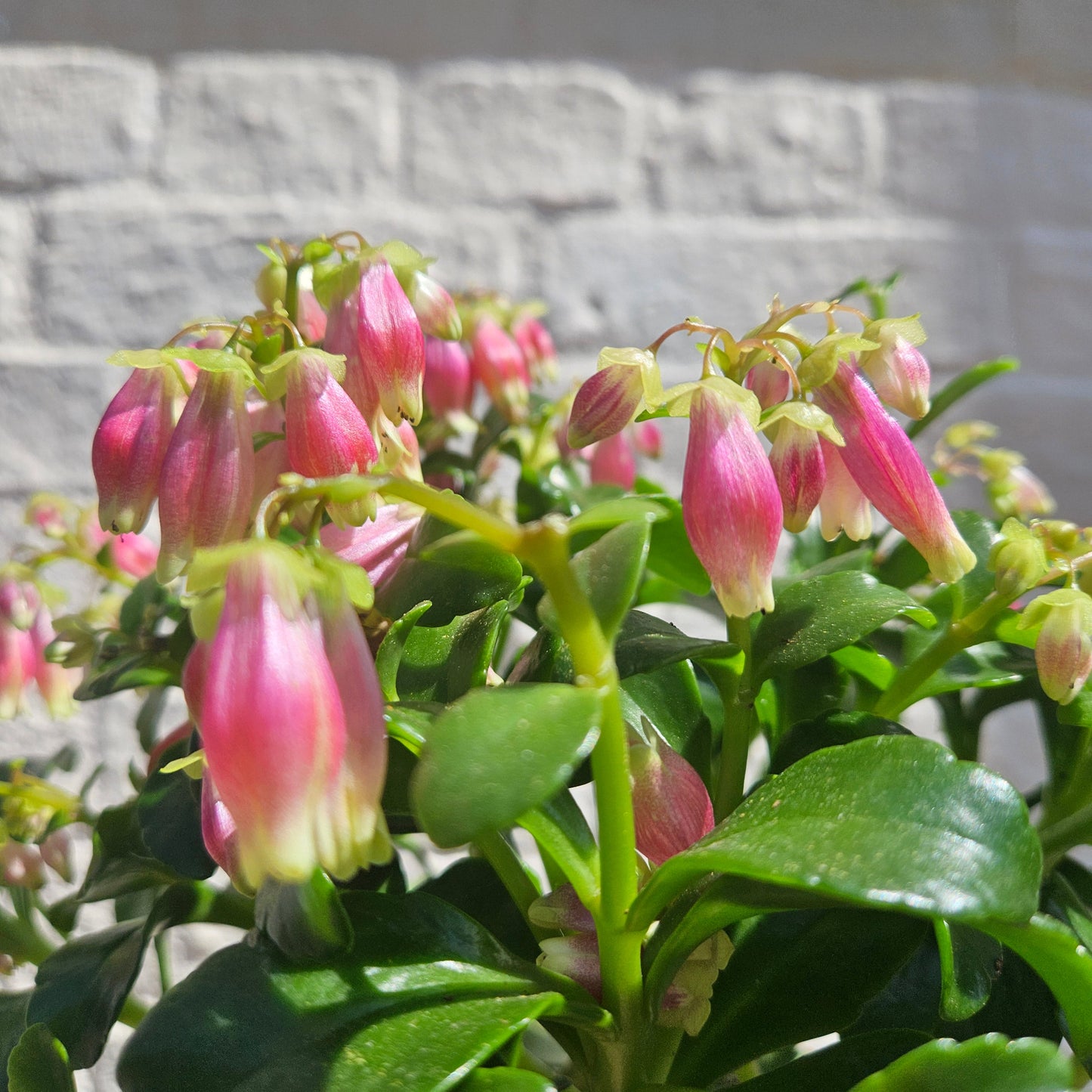 Kalanchoe blossfeldiana 'Dream Bells'