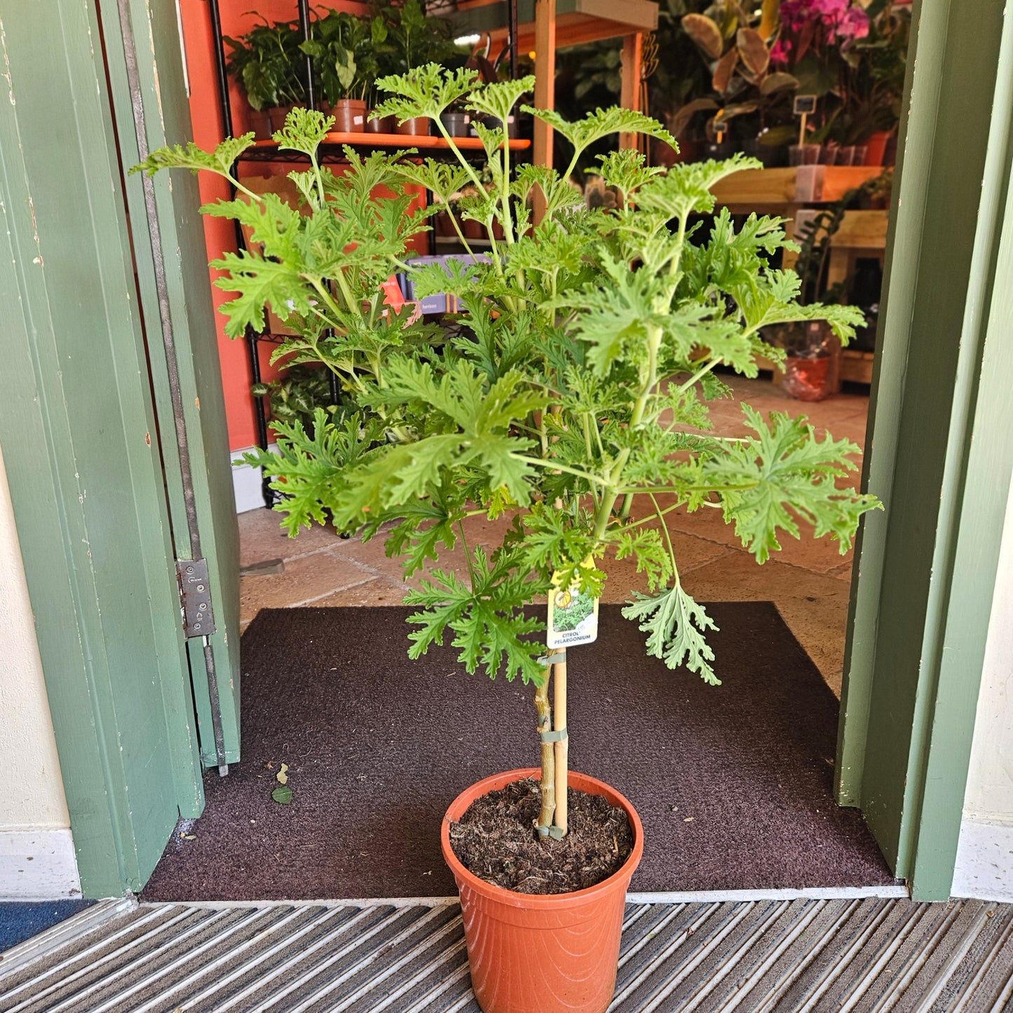 Pelargonium 'Lemon Tree' (Lemon Scented Geranium)