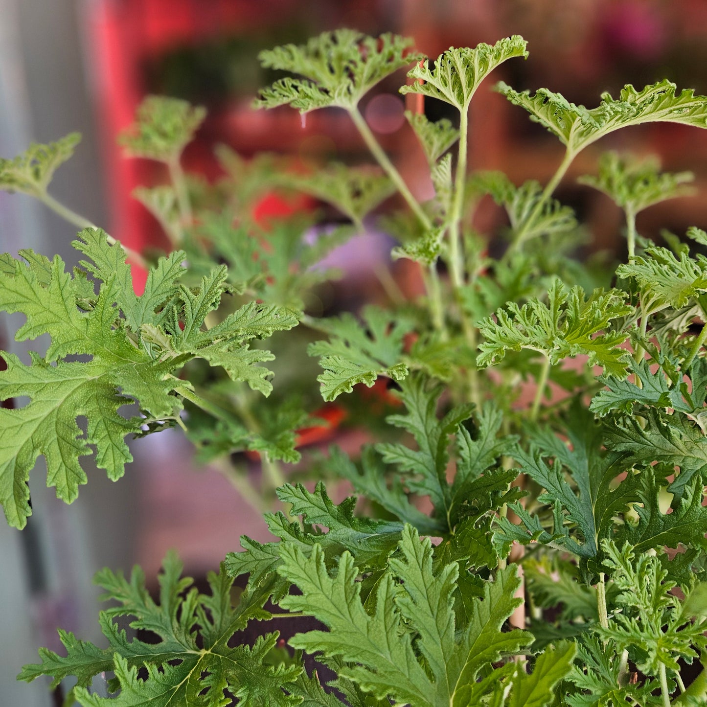 Pelargonium 'Lemon Tree' (Lemon Scented Geranium)