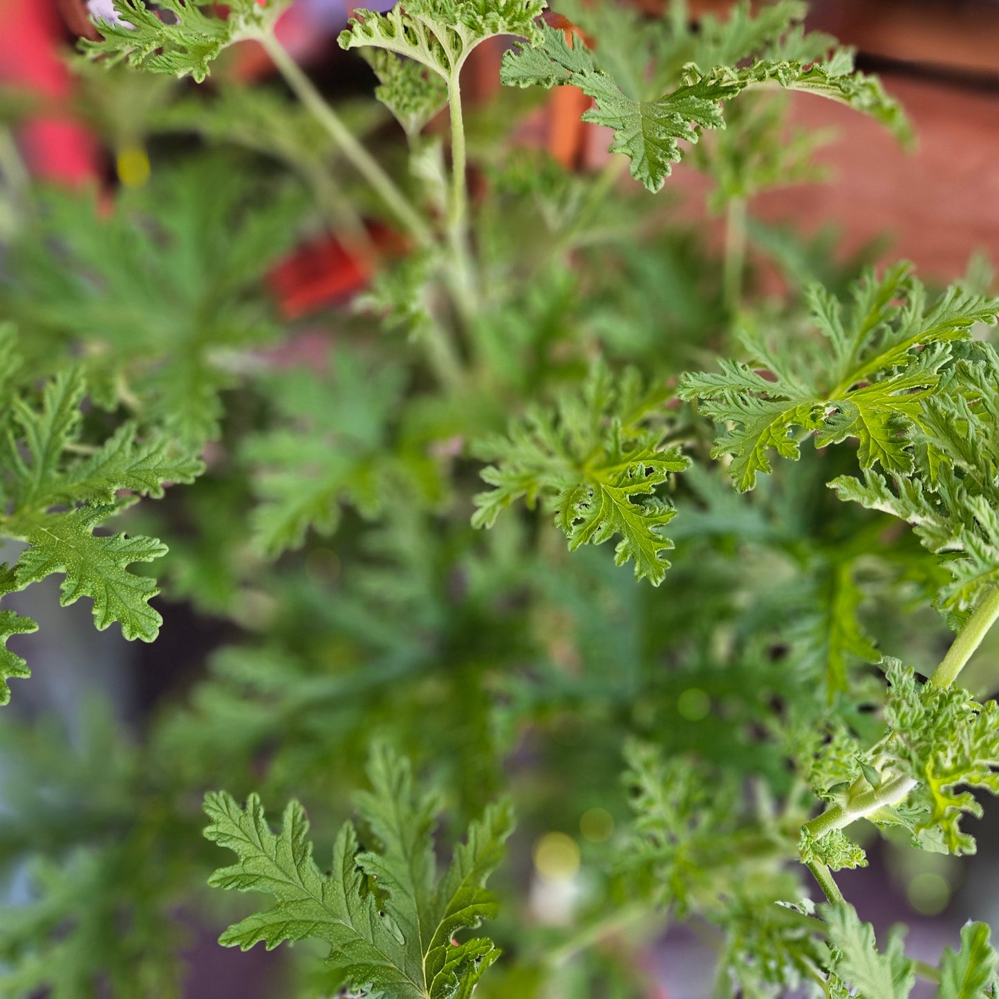 Pelargonium 'Lemon Tree' (Lemon Scented Geranium)