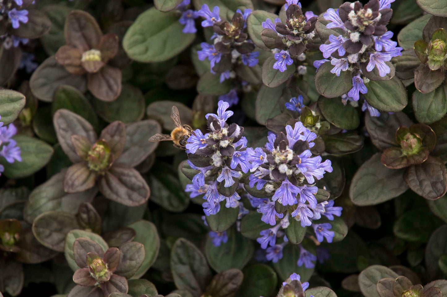 Ajuga reptans 'Chocolate' - Bog Pond Plants - BP003A