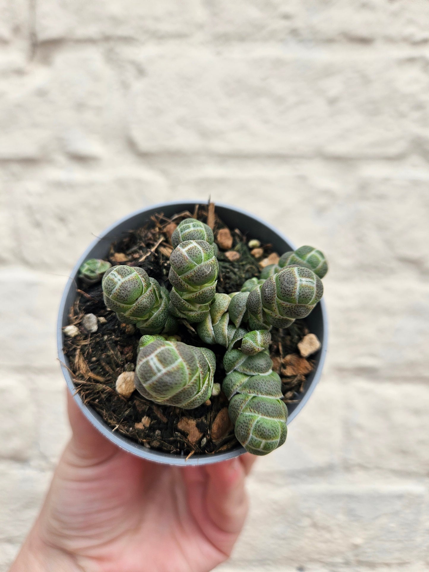 Crassula 'Barkleyi' (Rattlesnake tail)