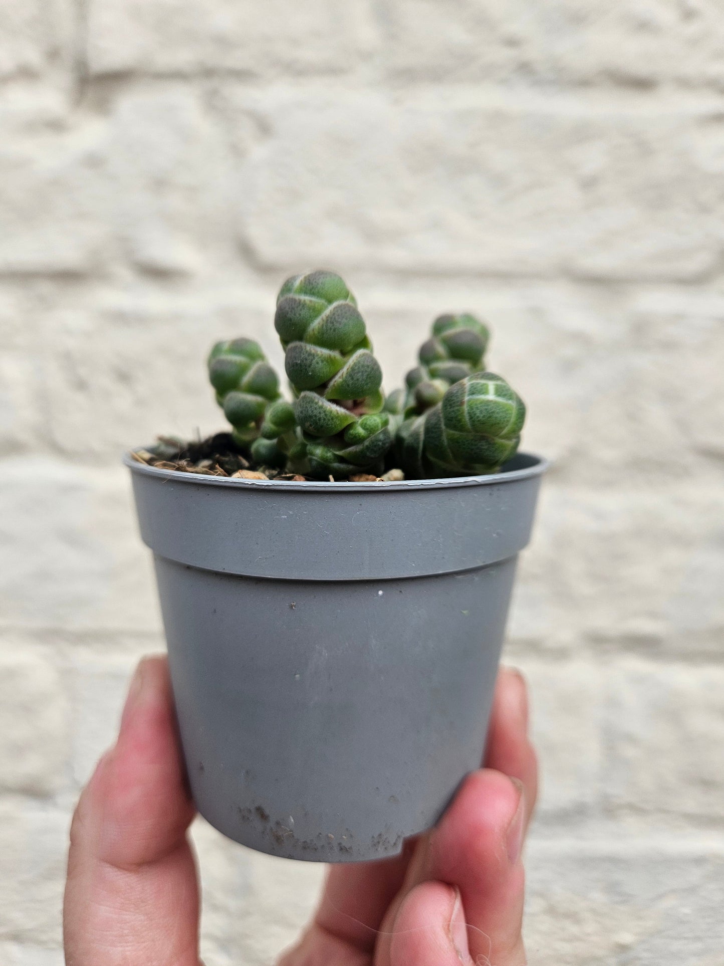 Crassula 'Barkleyi' (Rattlesnake tail)