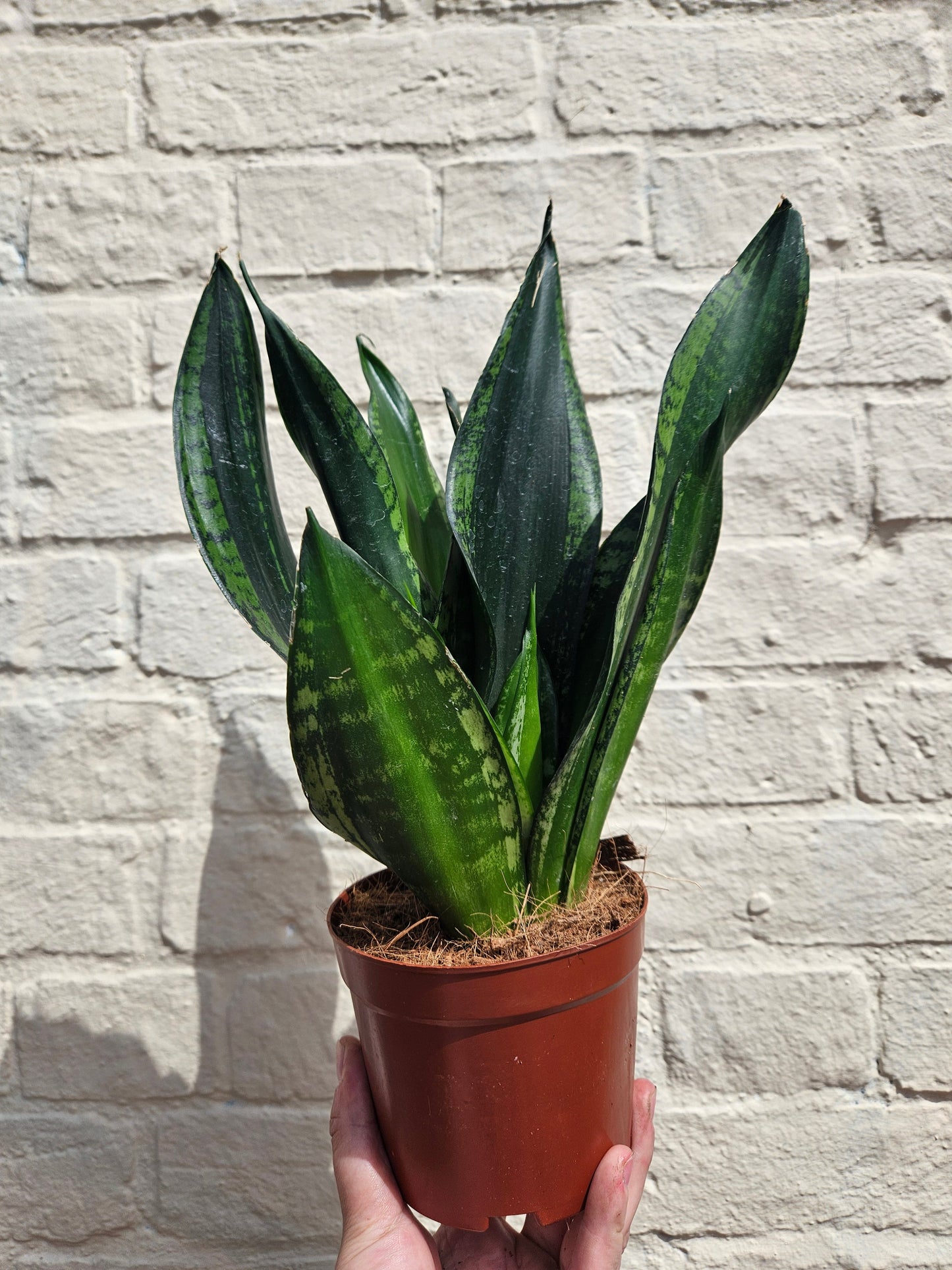 Sansevieria trifasciata 'Whitney' (Snake Plant)