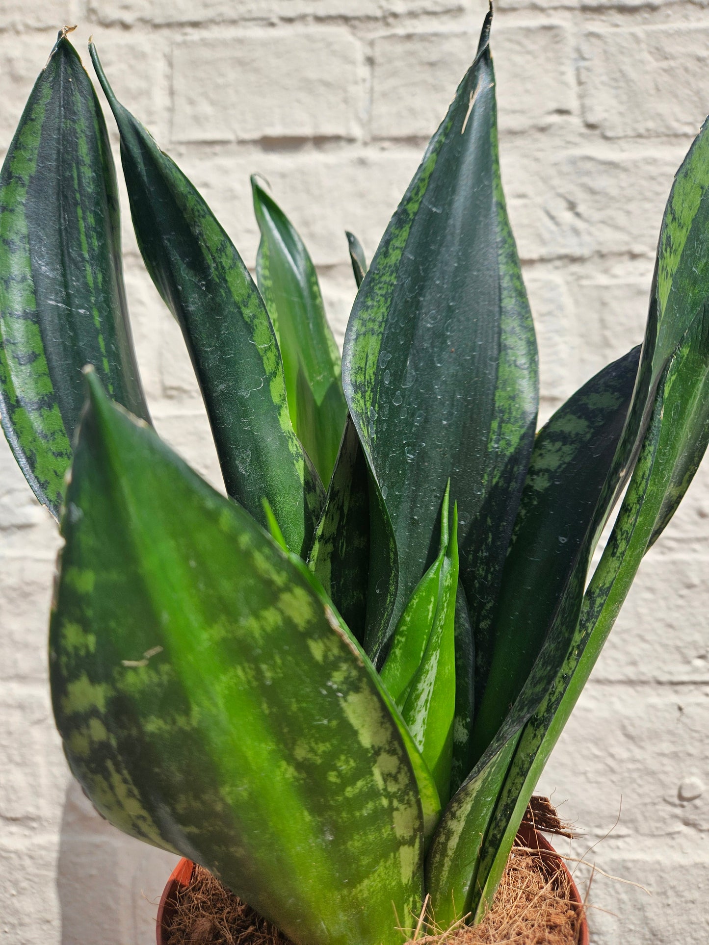 Sansevieria trifasciata 'Whitney' (Snake Plant)
