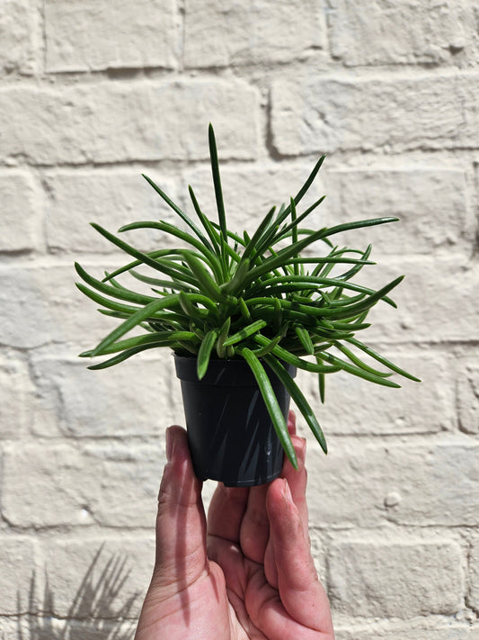 Senecio barbertonicus (Barberton Groundsel)
