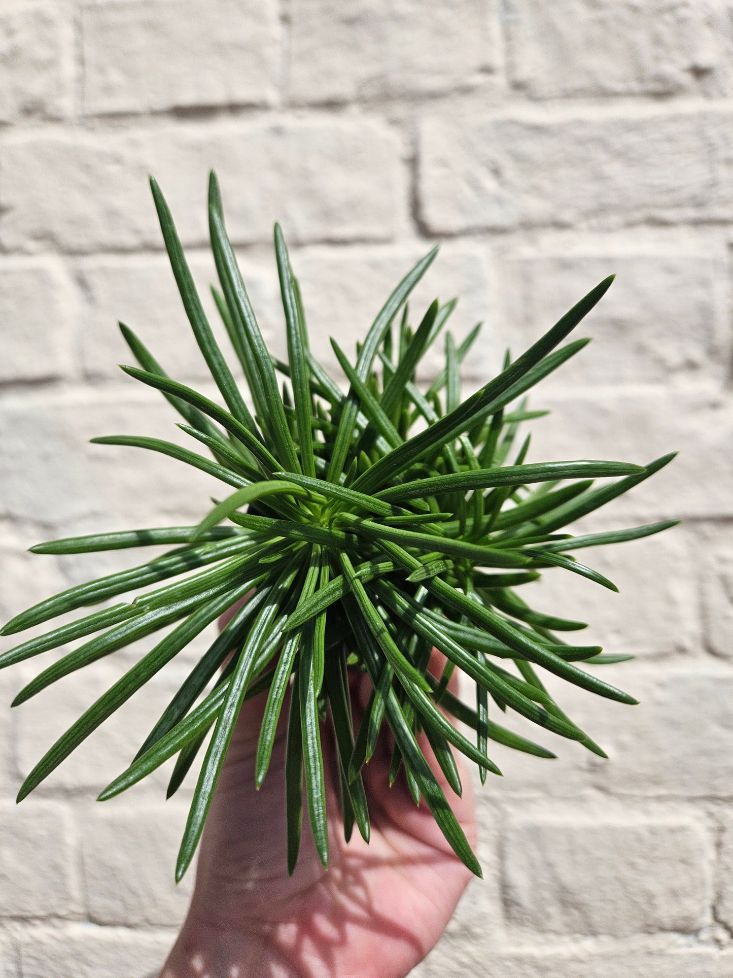 Senecio barbertonicus (Barberton Groundsel)