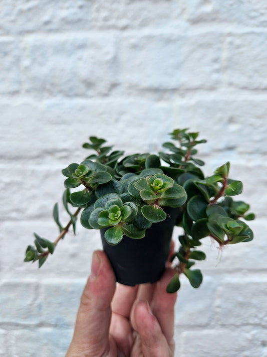 Sedum makinoi 'Tundra Tornado'