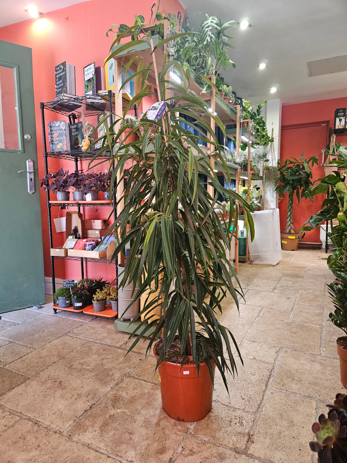Ficus maclellandii 'Alii' (Narrow leaf fig)