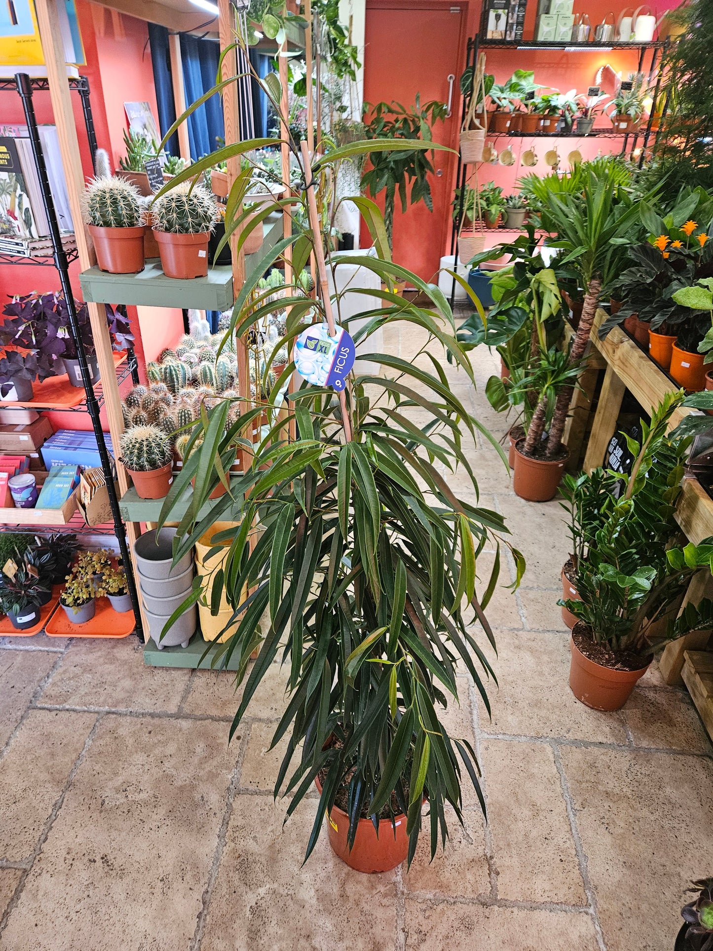 Ficus maclellandii 'Alii' (Narrow leaf fig)
