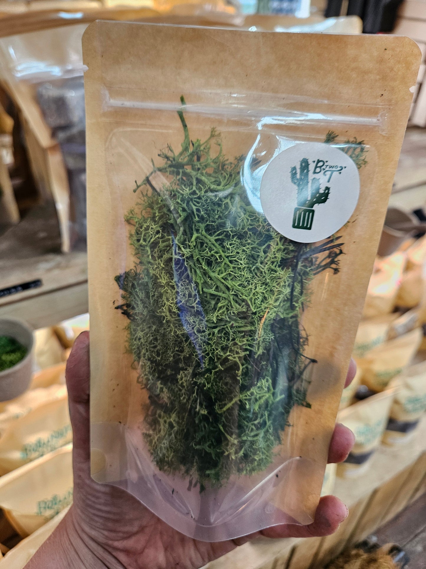 WHOLESALE DECORATIVE REINDEER MOSS (CLADONIA RANGIFERINA-DYED GREEN)