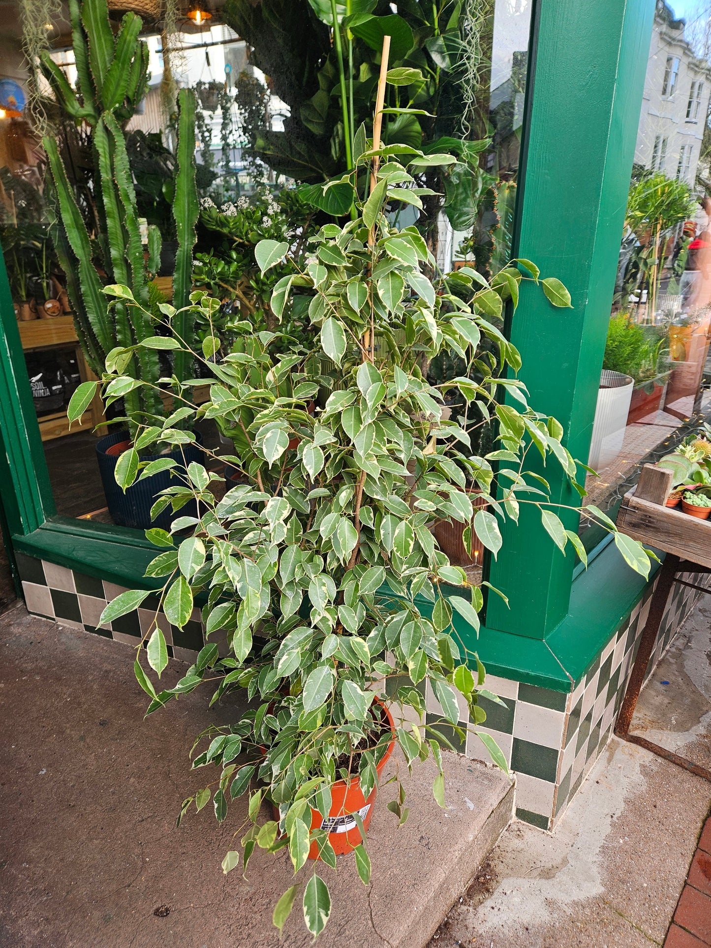 Ficus benjamina 'Golden King' (Weeping Fig)