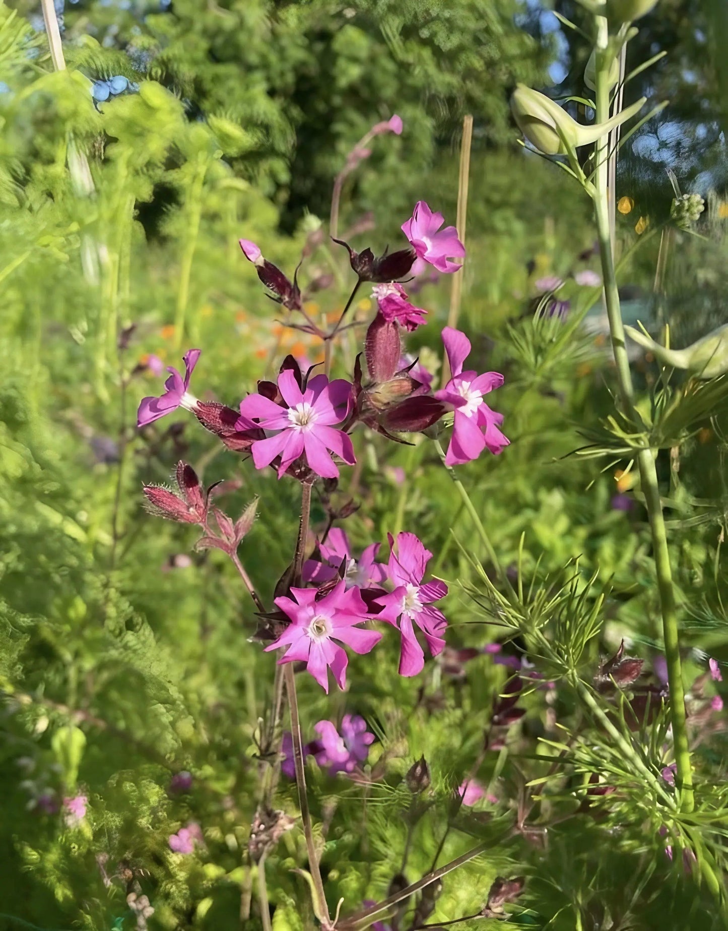 Red Campion