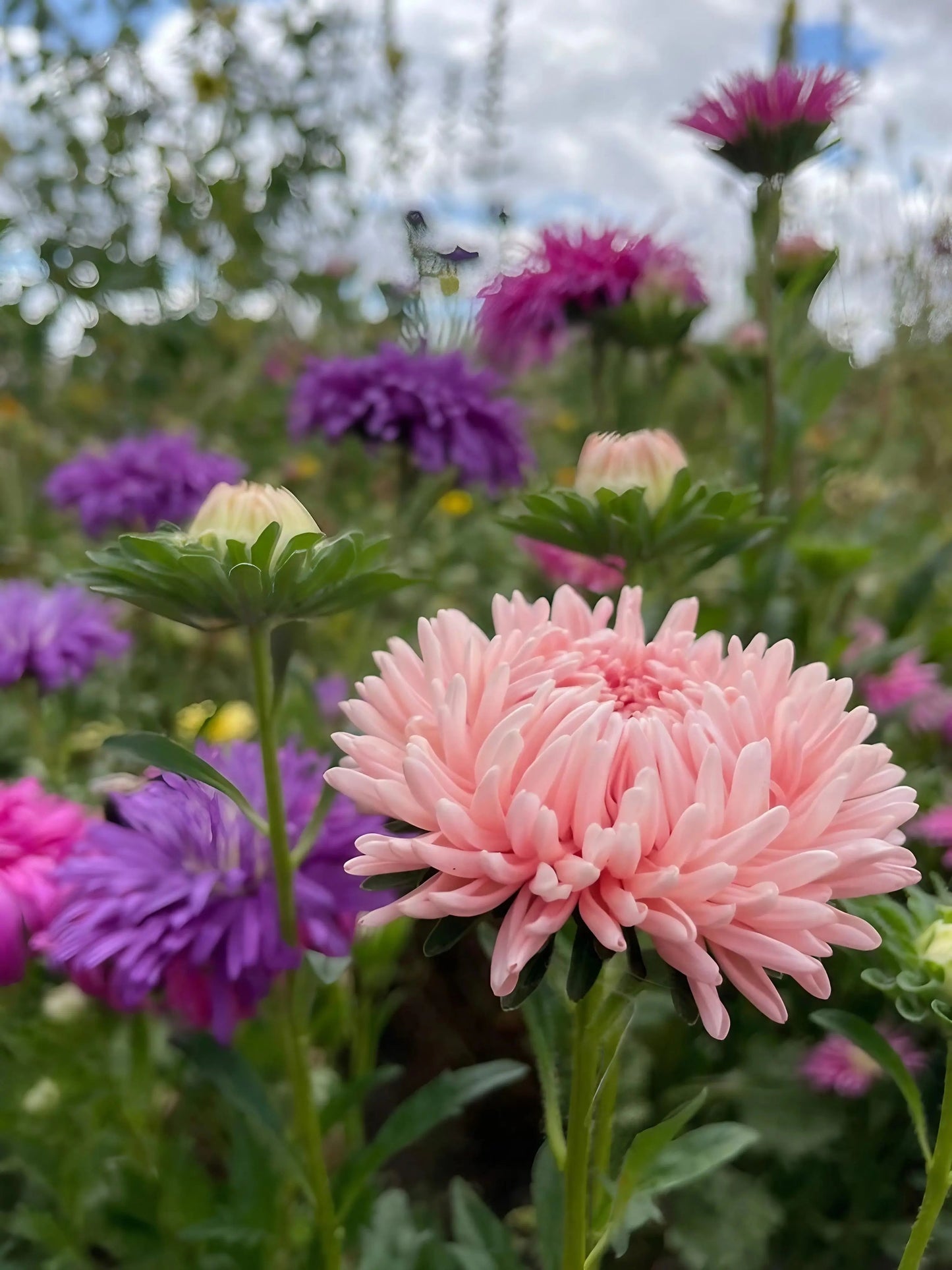 Aster Peony Mix