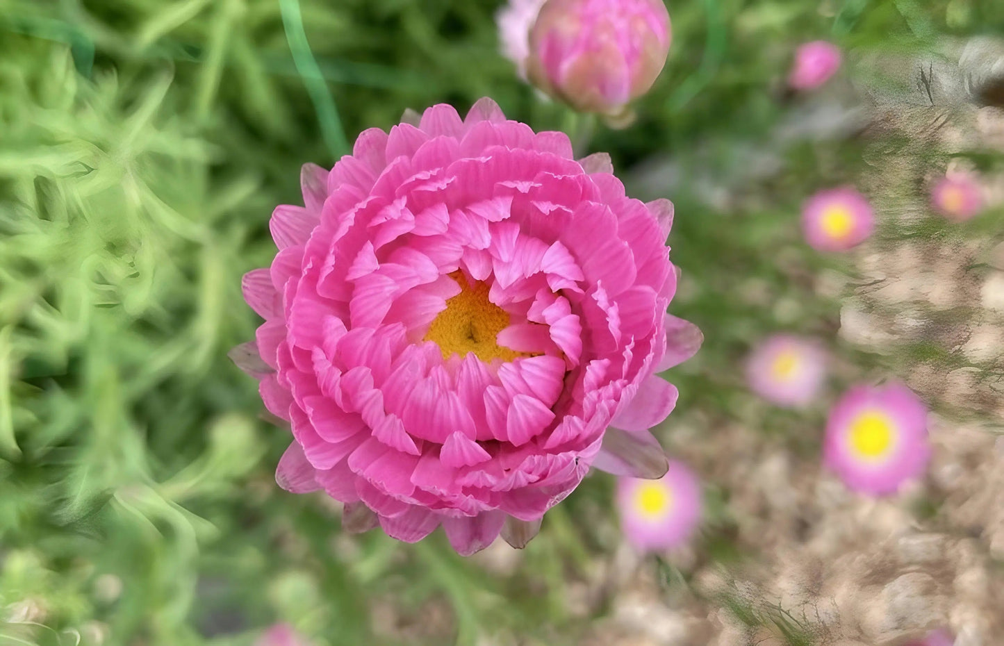 Strawflower Helipterum Roseum Mixed