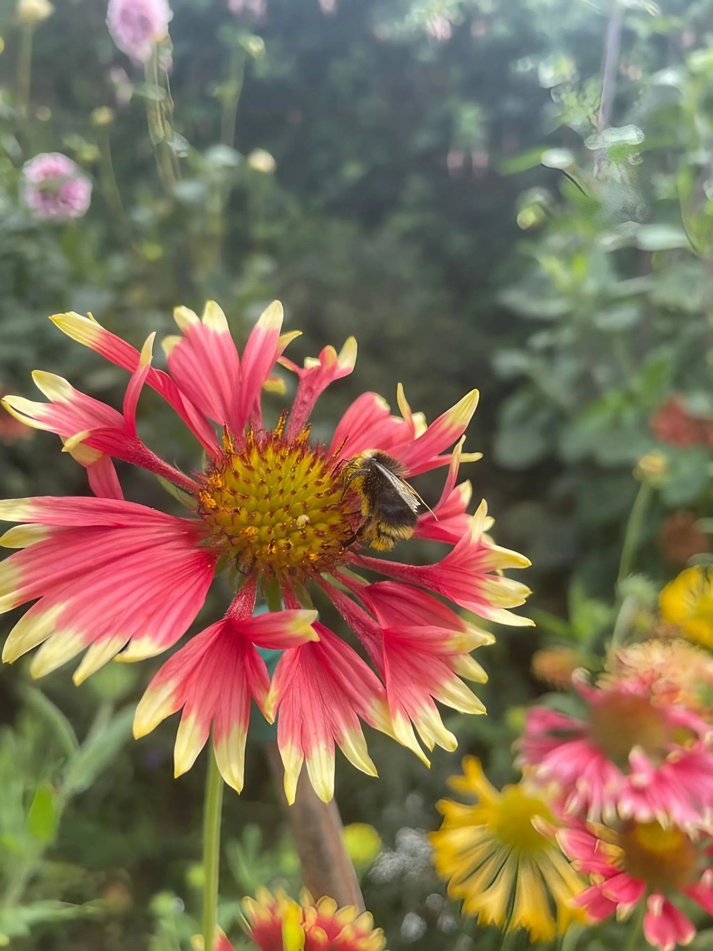 Gaillardia Aristata Bicolour Goblin