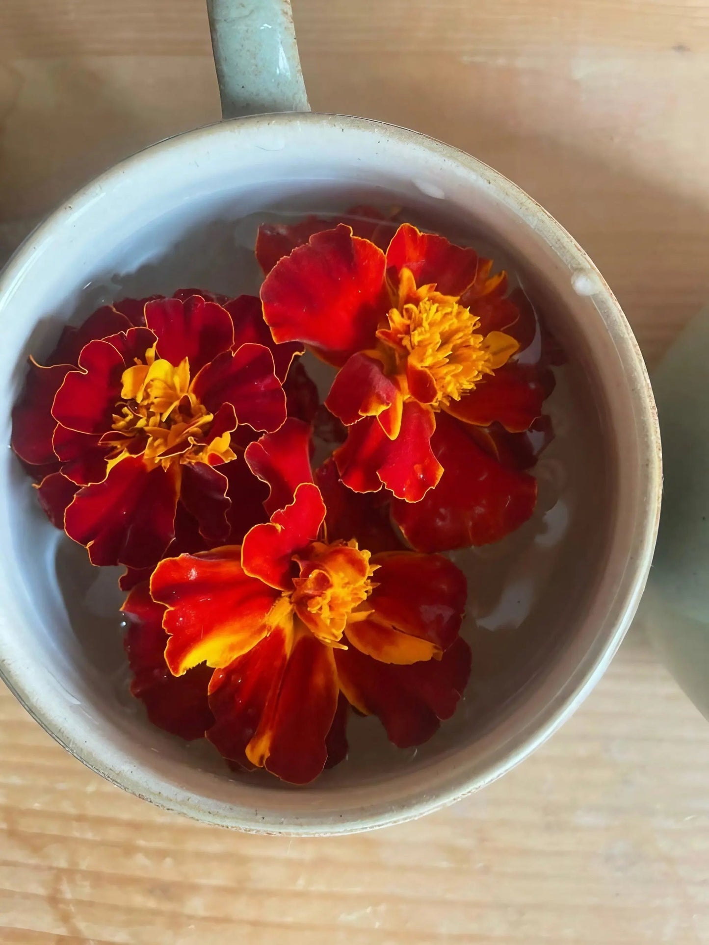 French Marigold Red Cherry