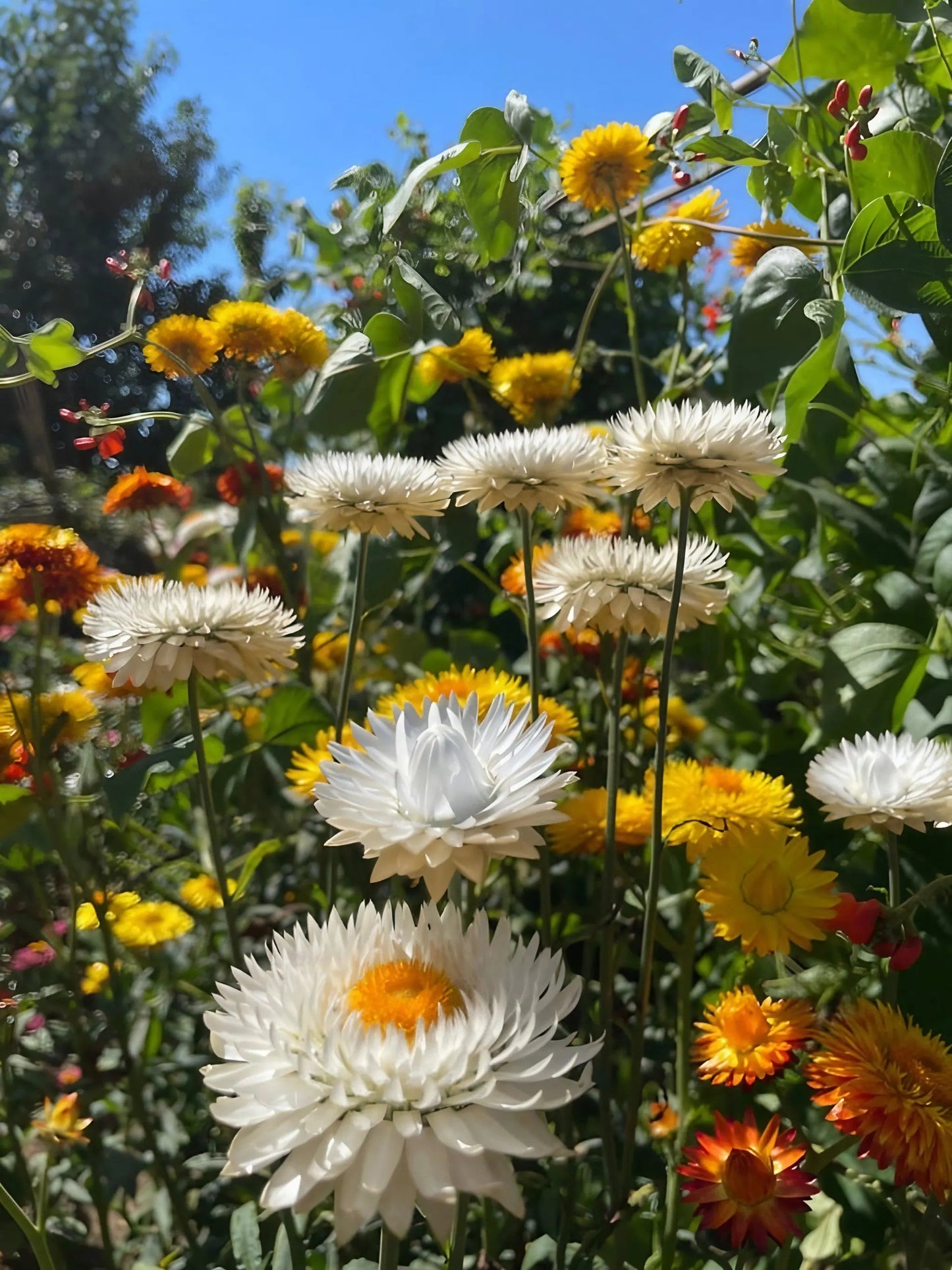 Strawflower Helichrysum Swiss Giant Mix