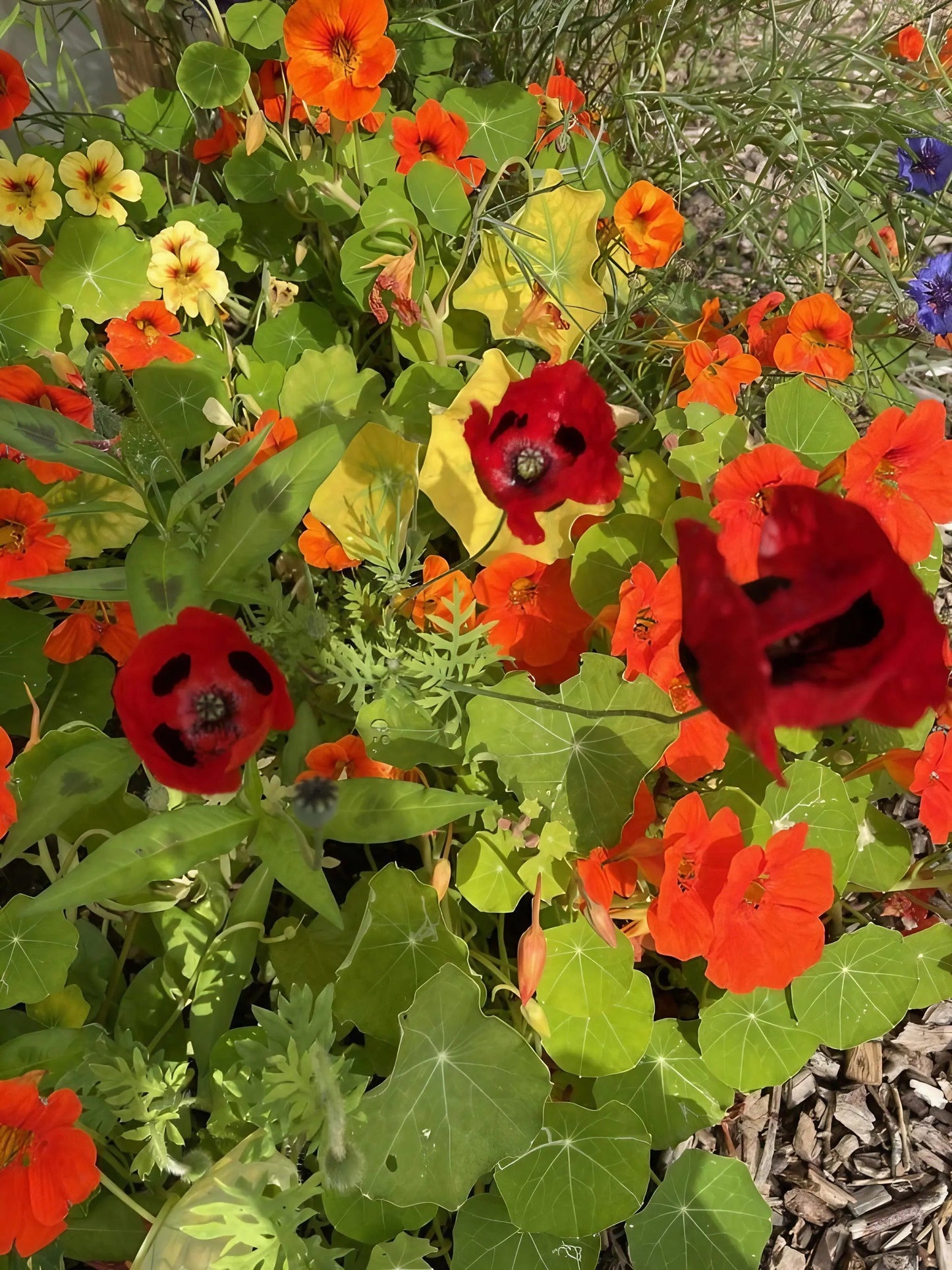 Poppy Ladybird