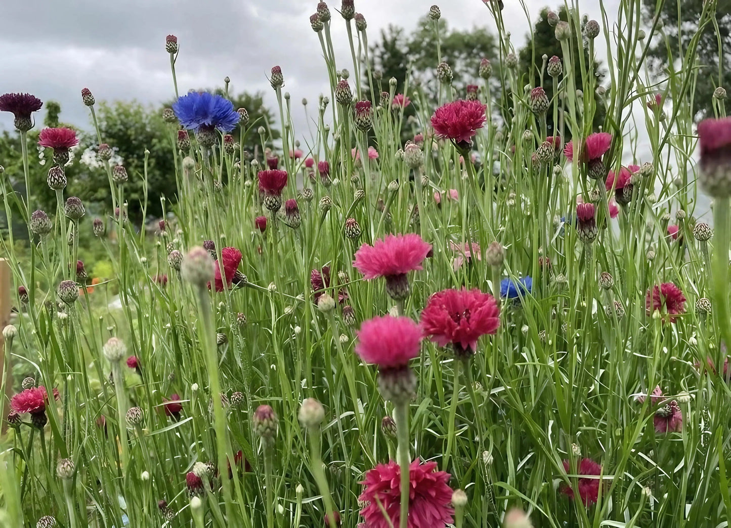 Cornflower Red Boy