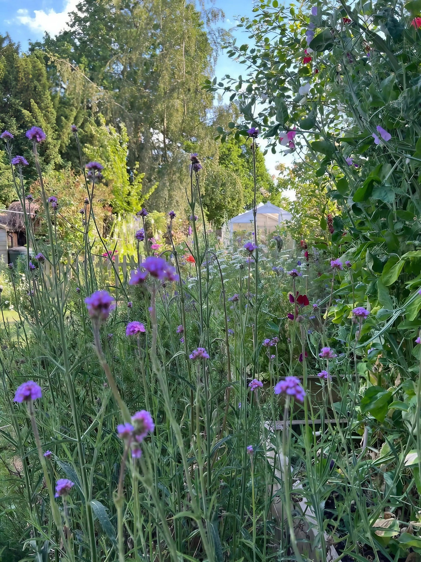 Verbena bonariensis