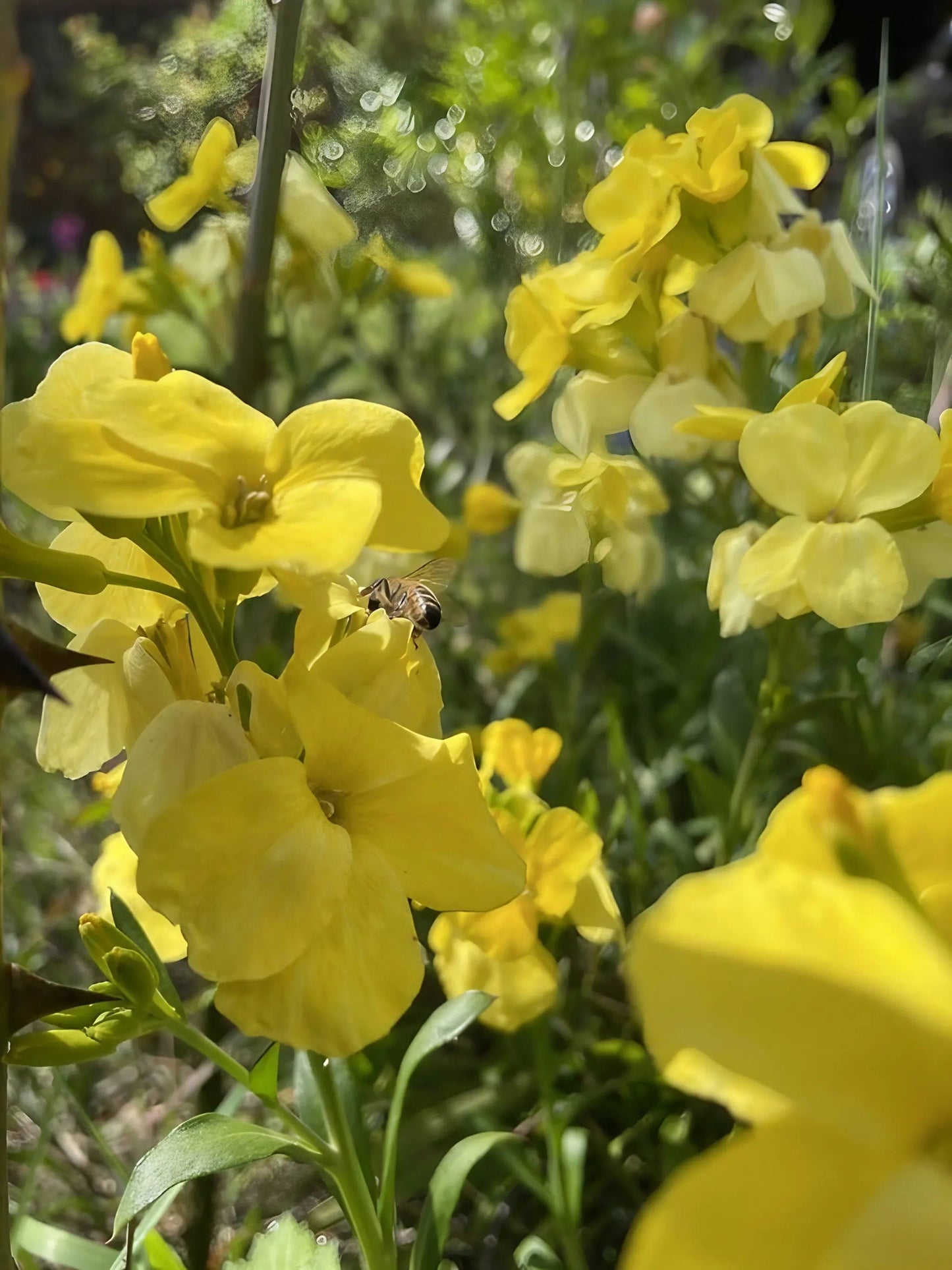 Wallflower Cloth of Gold
