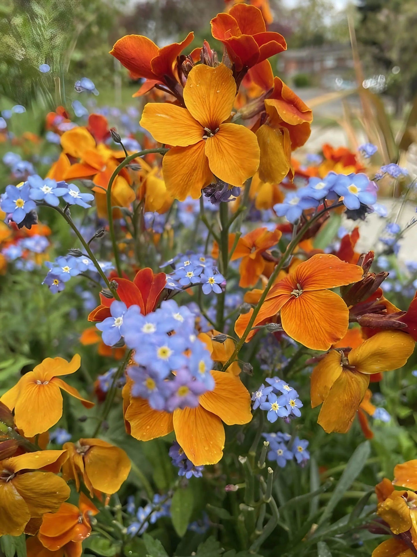 Wallflower Fire King