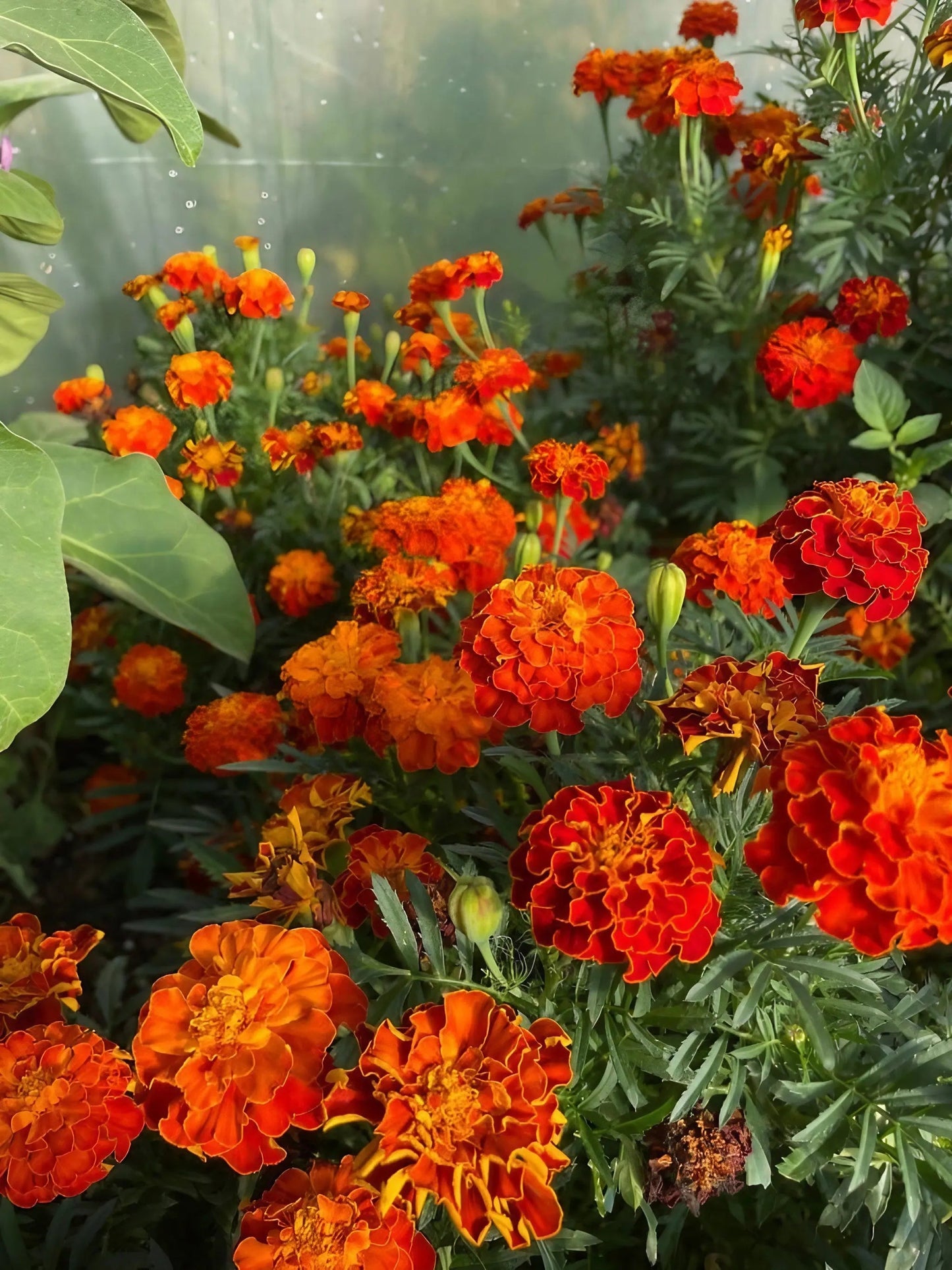 French Marigold Red Cherry