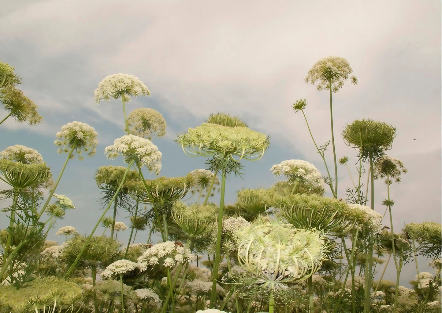 Daucus Carota (Wild Carrot)