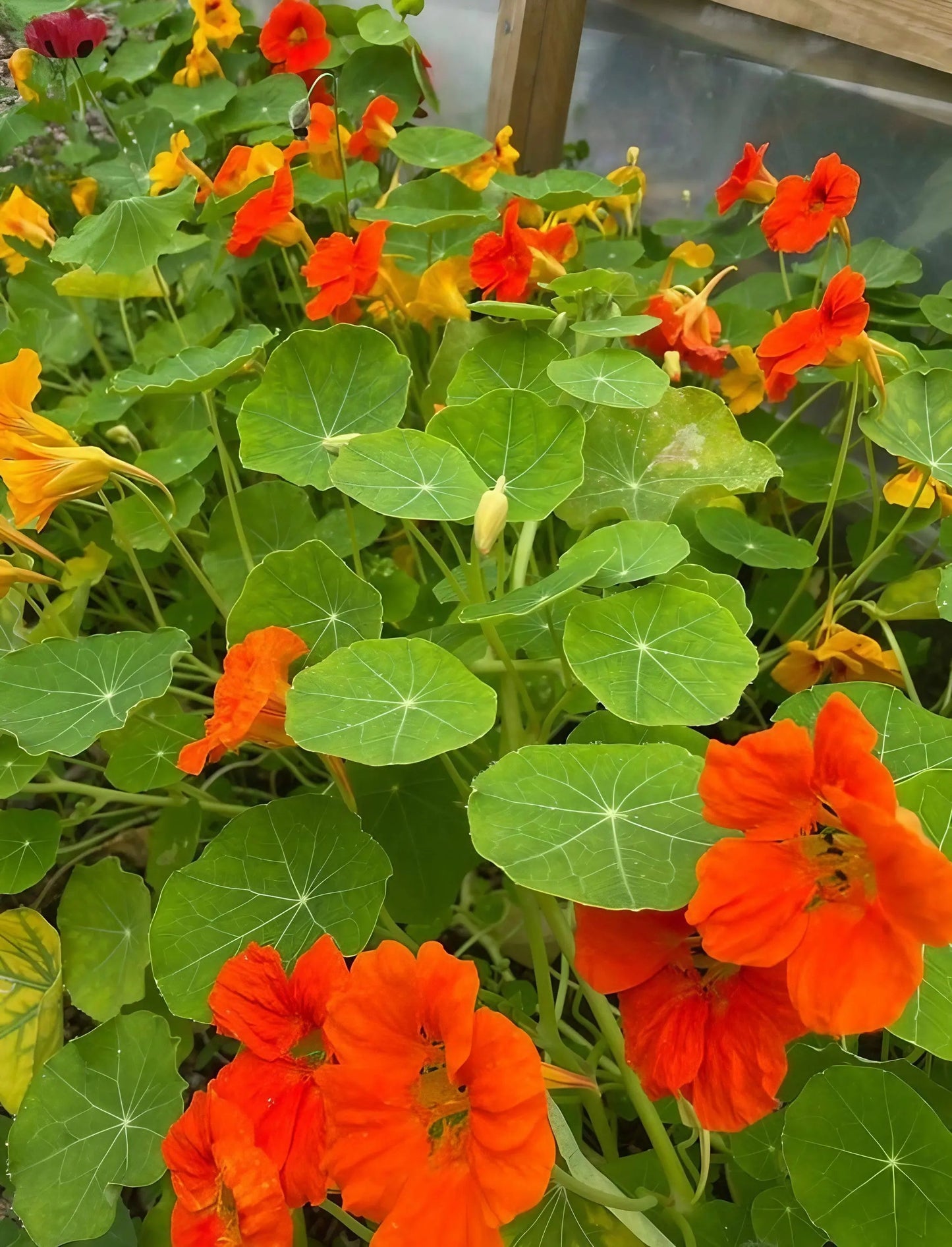 Nasturtium Tom Thumb