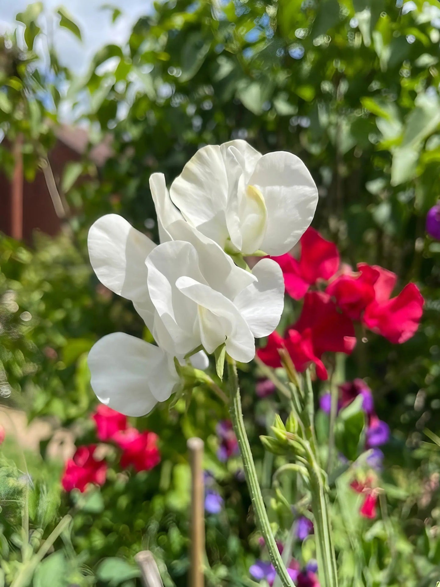 Sweet Pea Swan Lake