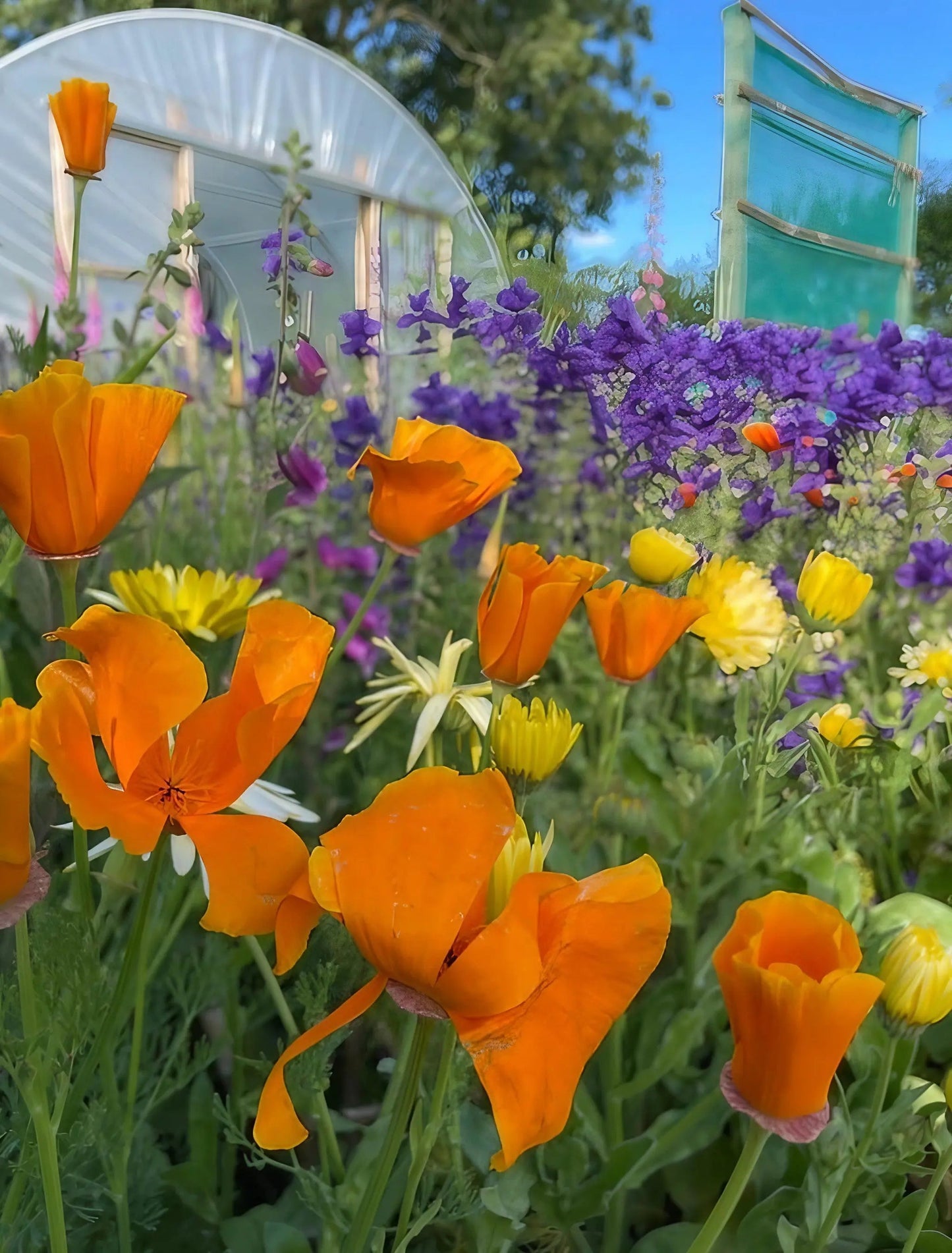 Poppy Californian Golden West