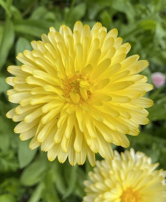 Calendula Pacific Beauty Cream