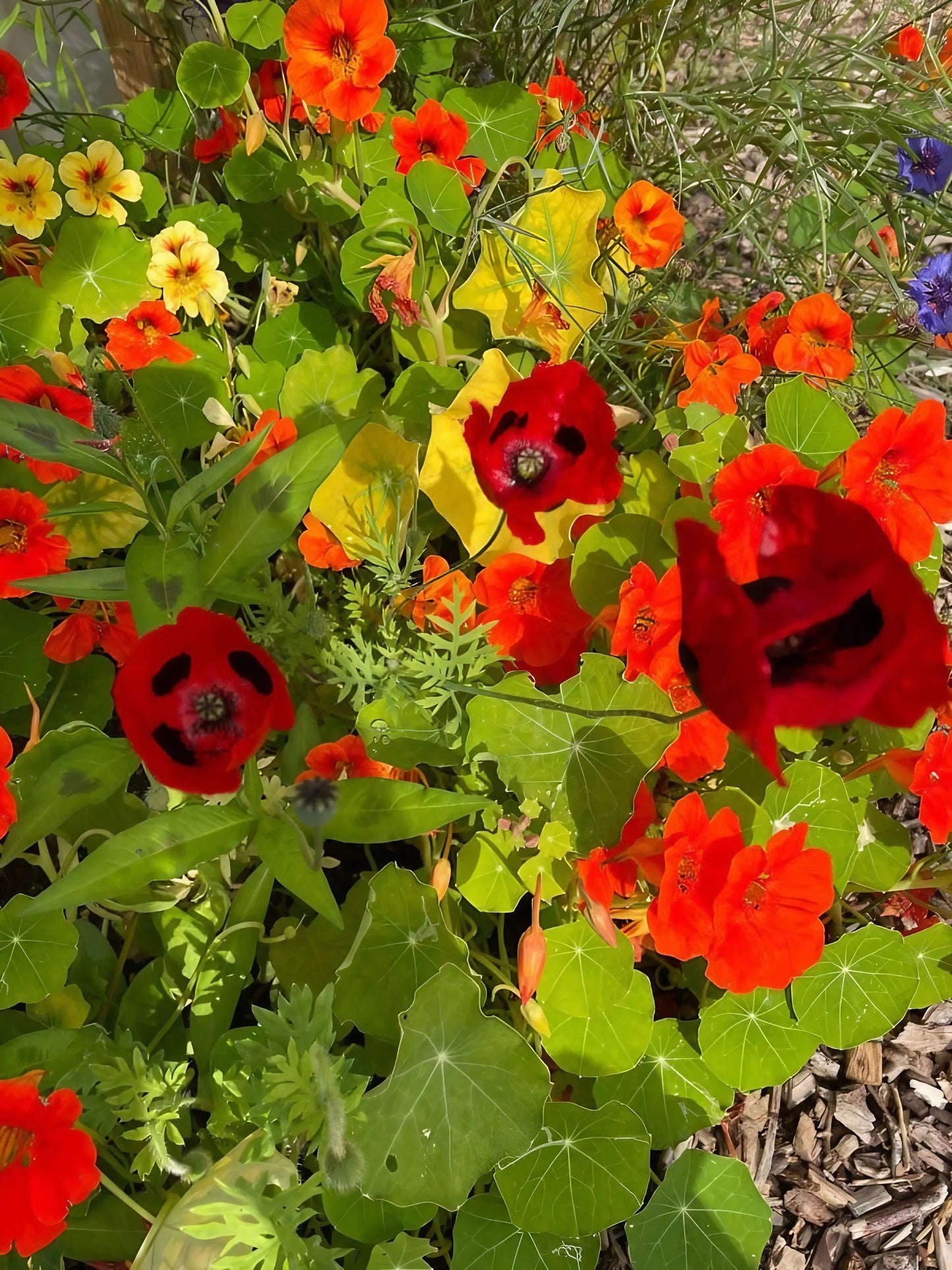 Poppy Ladybird
