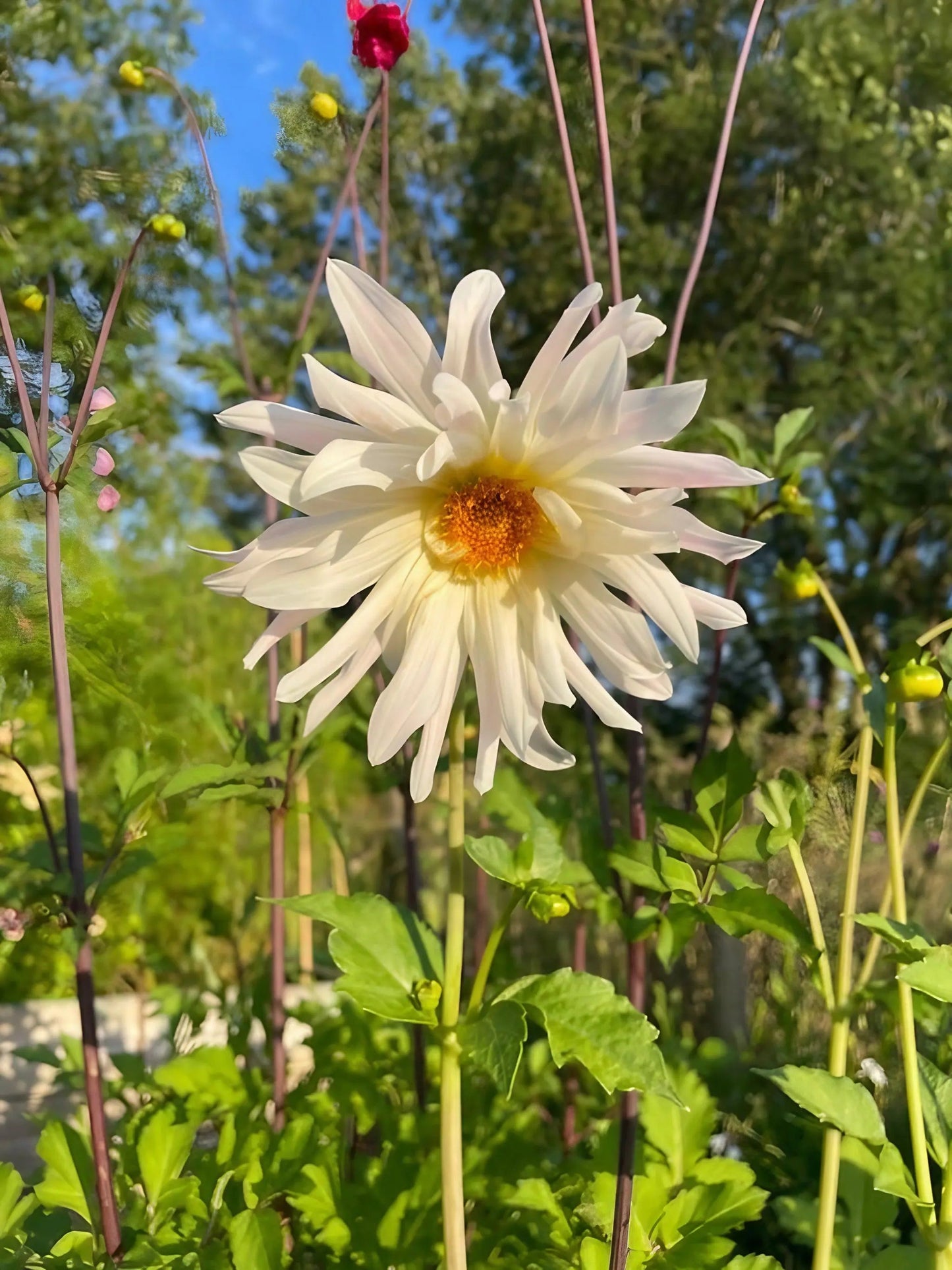 Dahlia Cactus Mixed