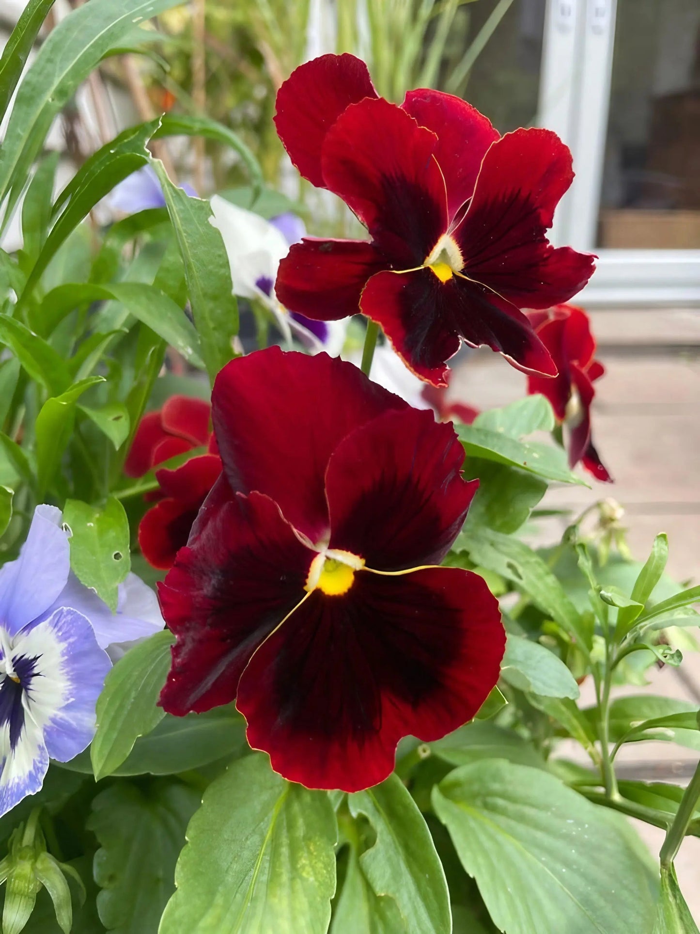 Viola Cornuta Large Flower Mix