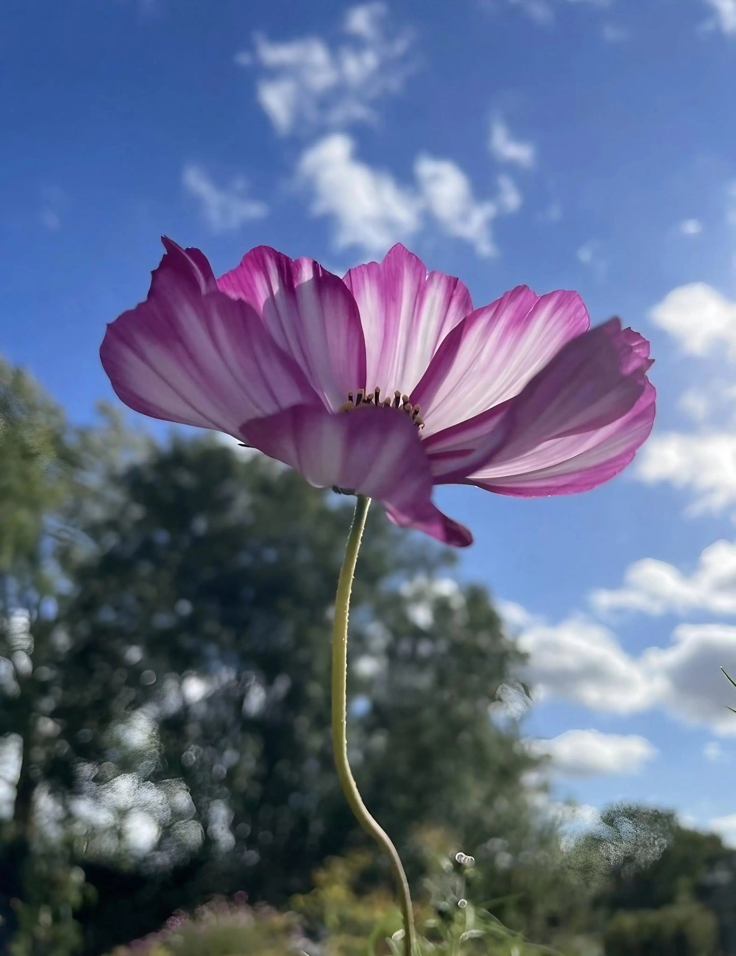 Cosmos Fizzy Rose