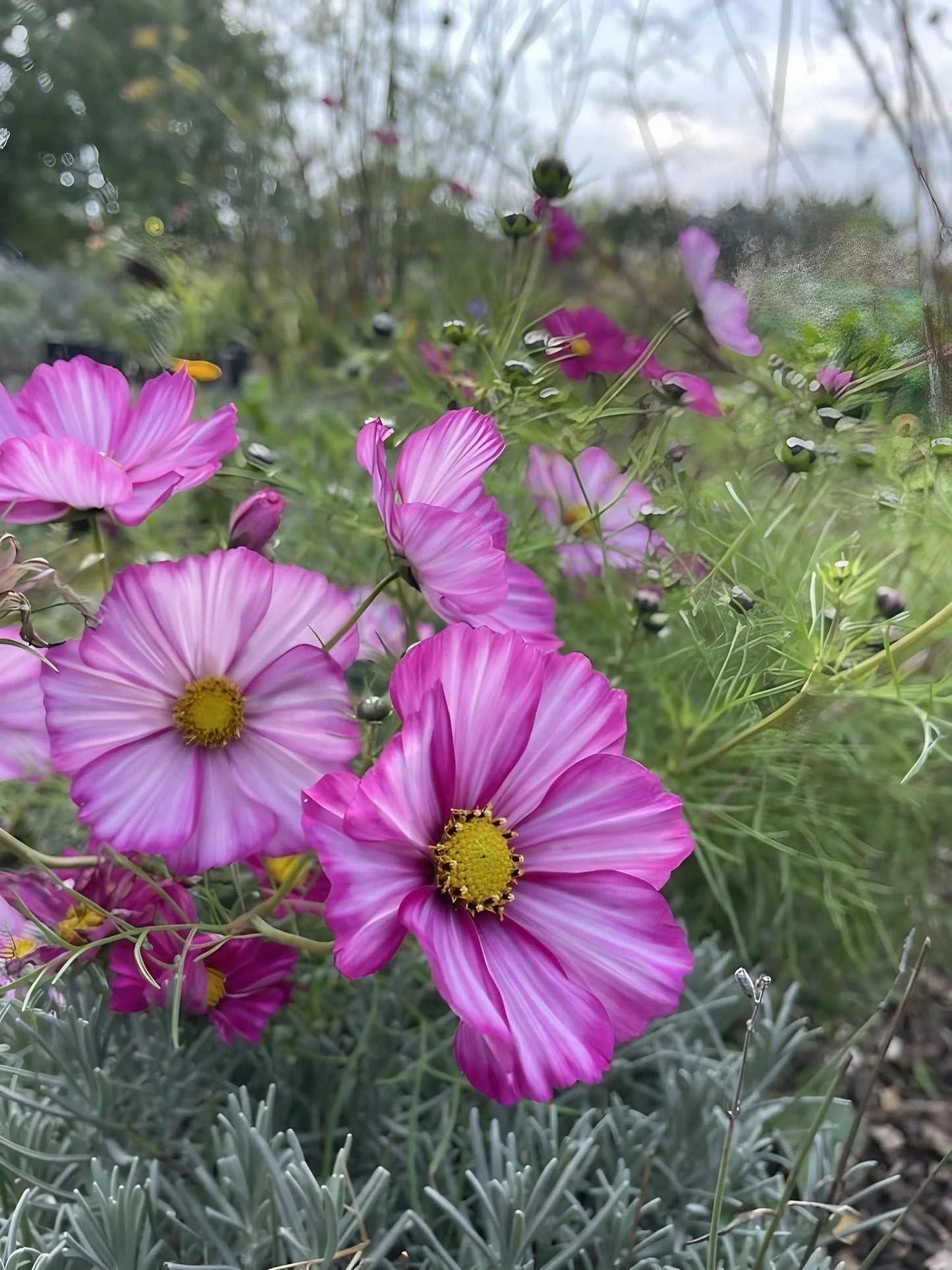 Cosmos Sensation Mixed