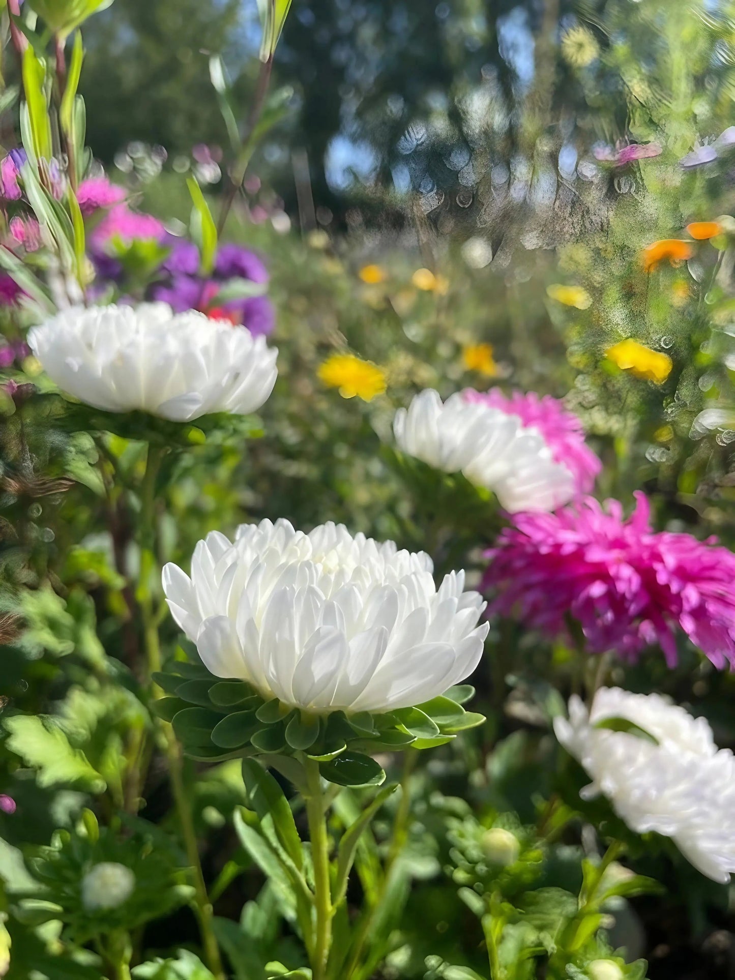 Aster Peony Mix